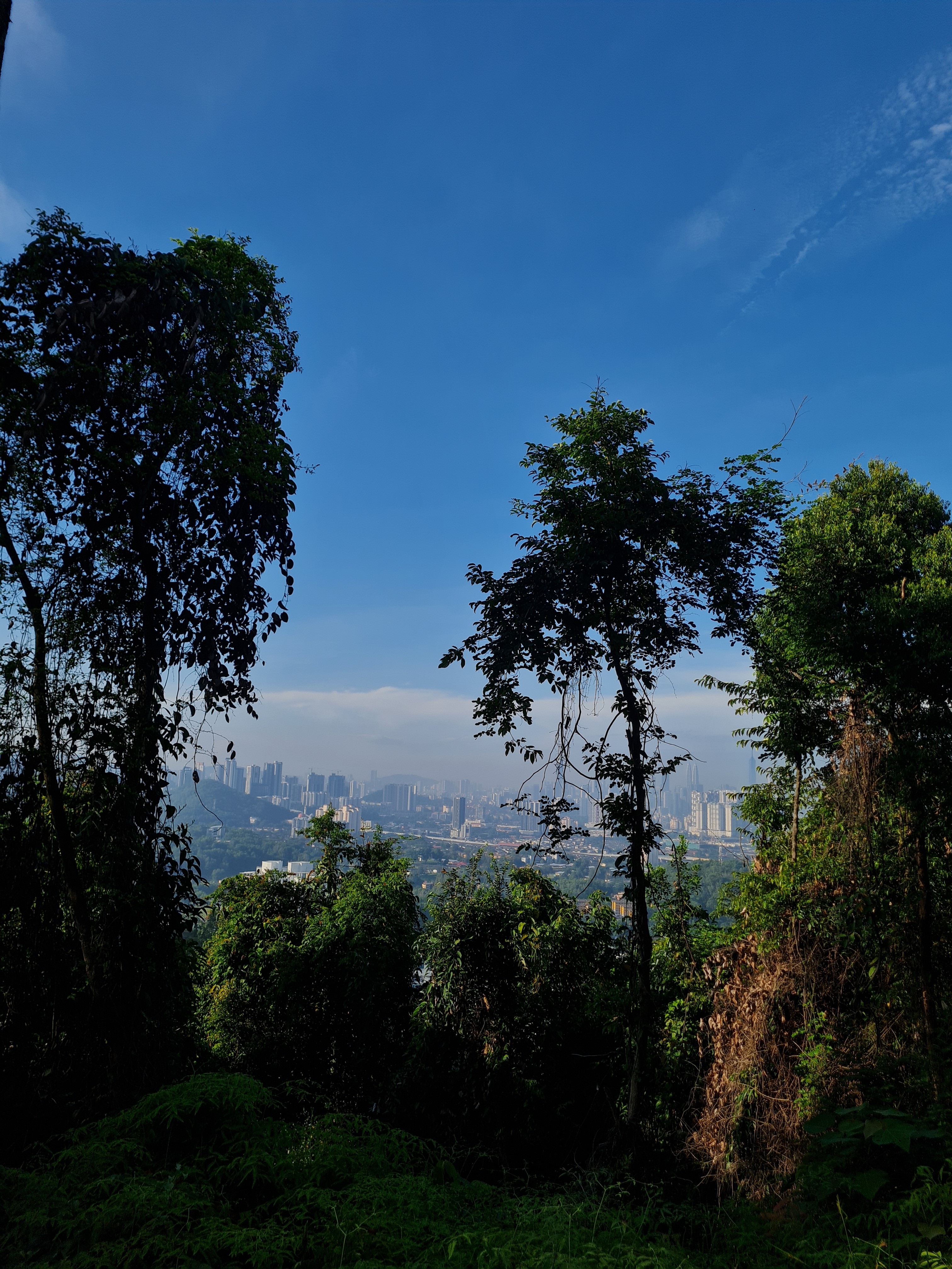 Jess Hon, View of the city from the jungle Jess Hon, View of the city from the jungle