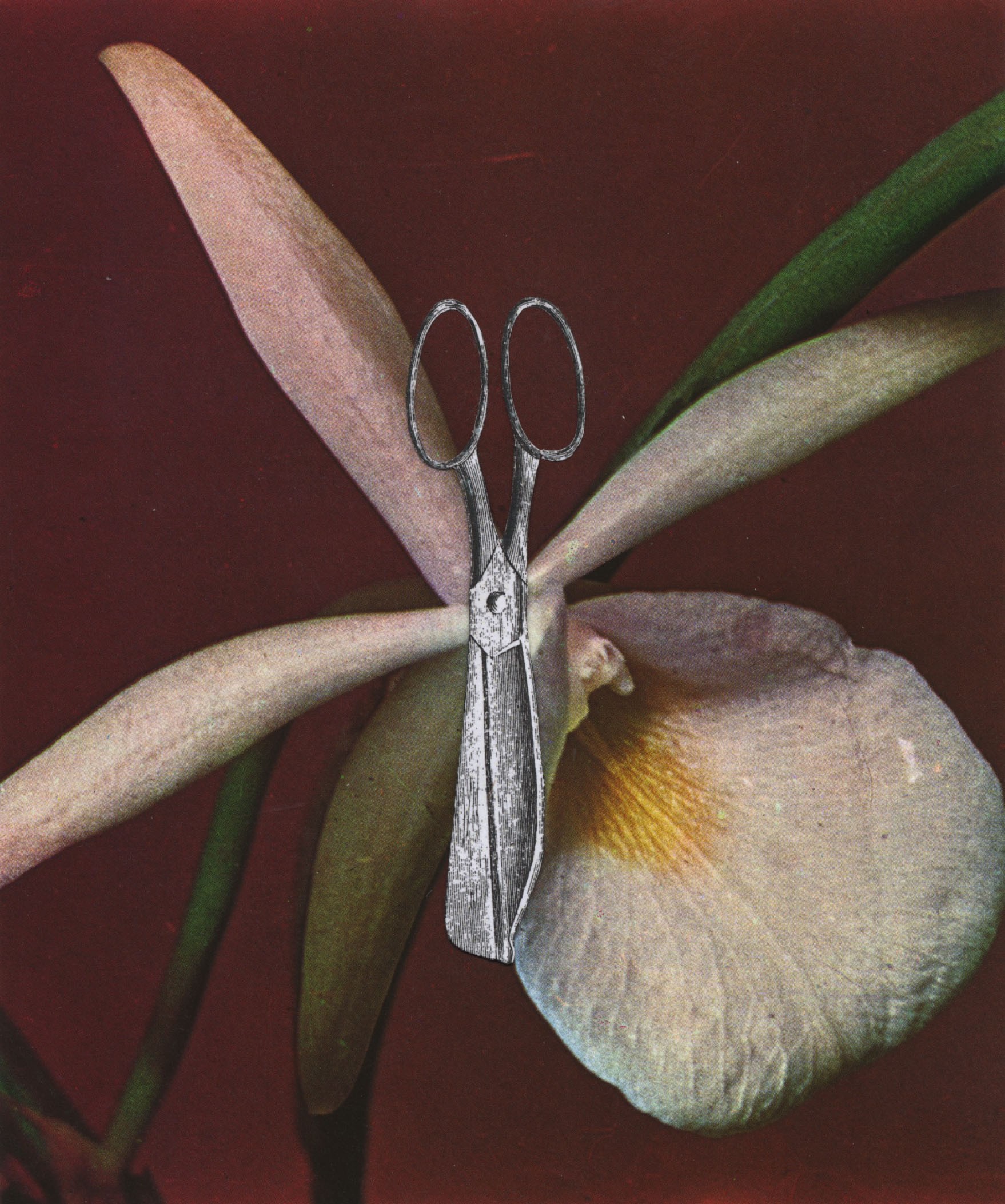 Thaddée, Orchidée Thaddée, Orchidée