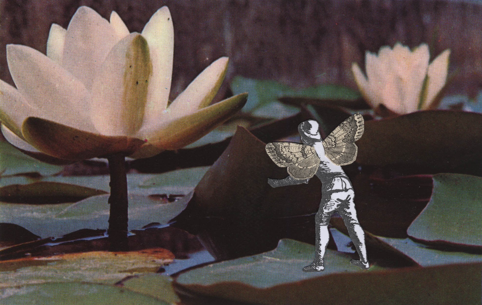 Thaddée, Nénuphar blanc Thaddée, Nénuphar blanc