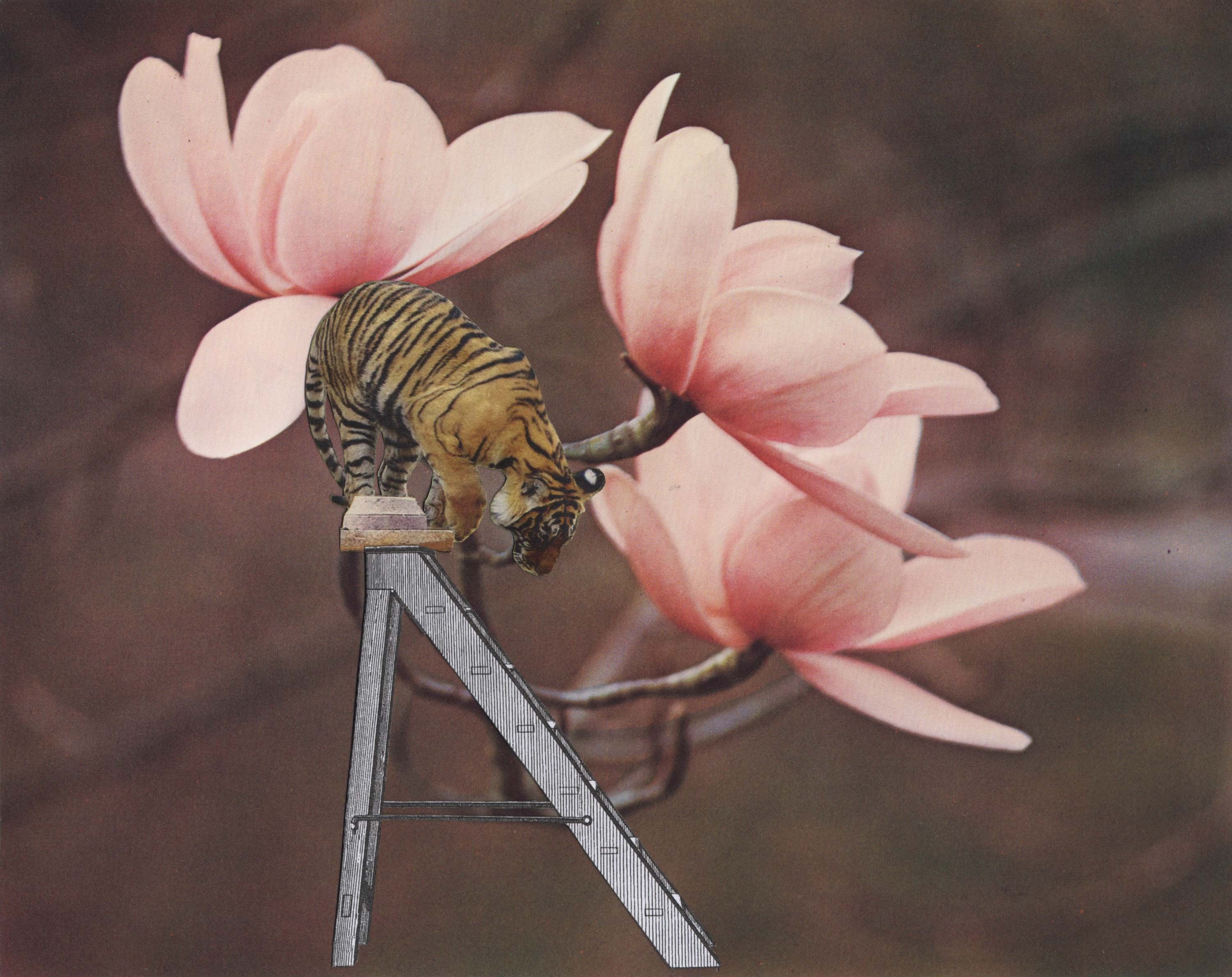 Thaddée, Le tigre Thaddée, Le tigre