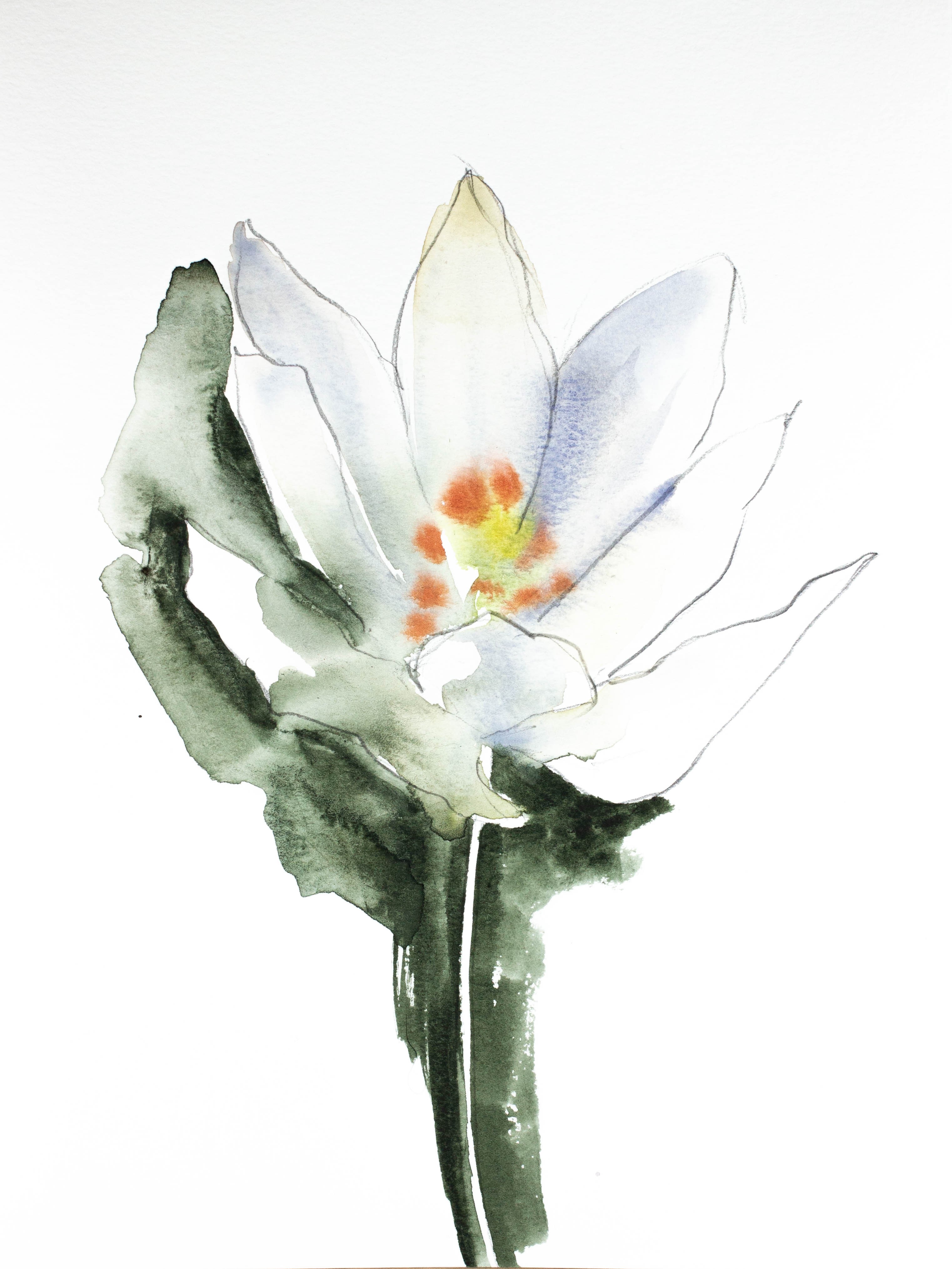 Elizabeth Becker, Bloodroot No. 3 Elizabeth Becker, Bloodroot No. 3