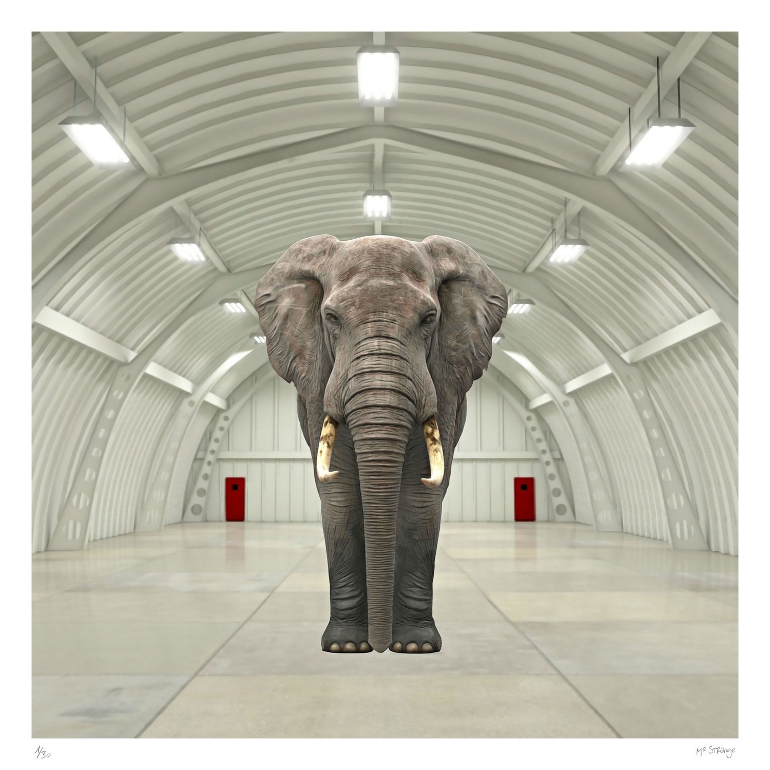 Jean-Marie Gitard (Mr Strange), Le dernier elephant I Jean-Marie Gitard (Mr Strange), Le dernier elephant I