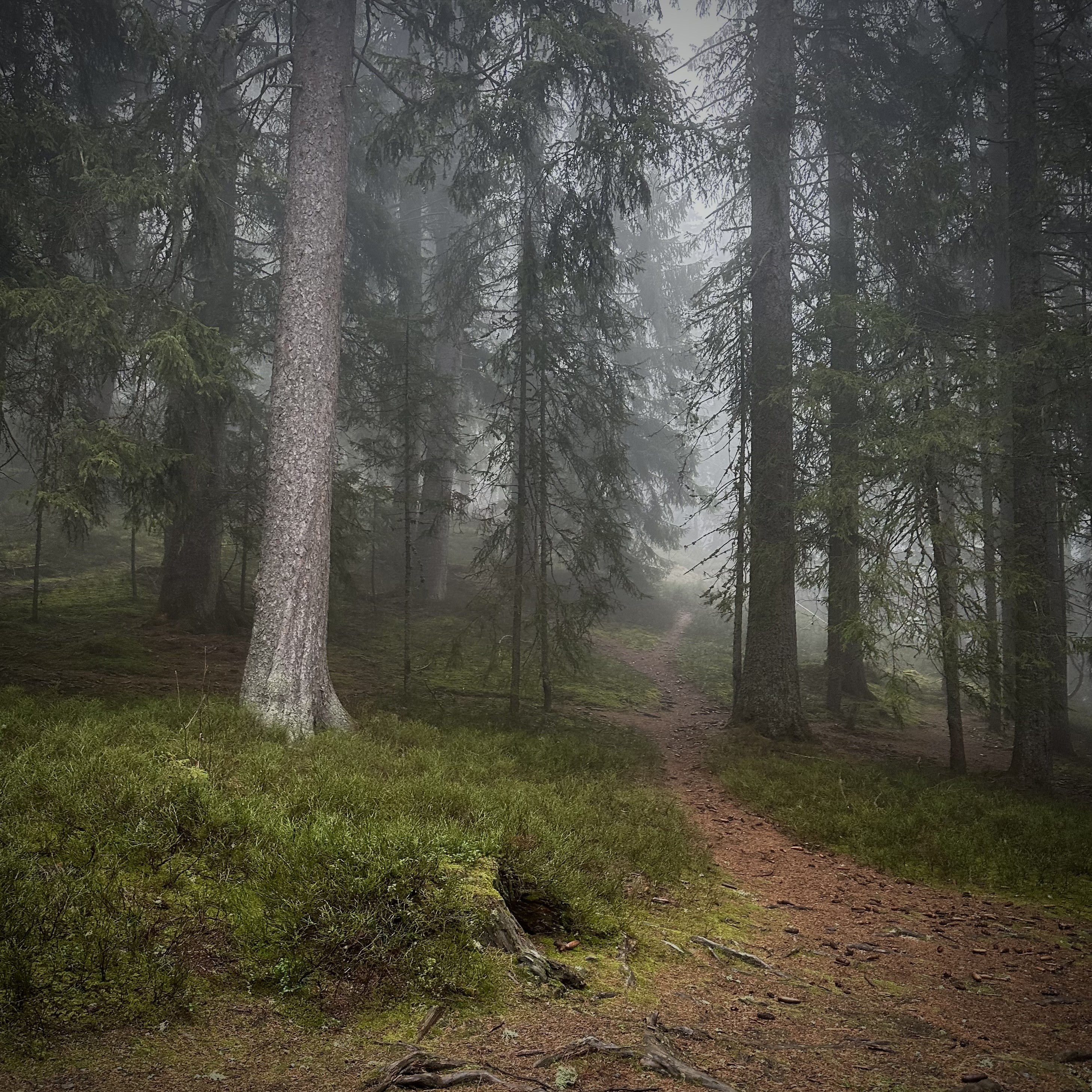 Adrianna MJW, Sentier dans la brume Adrianna MJW, Sentier dans la brume