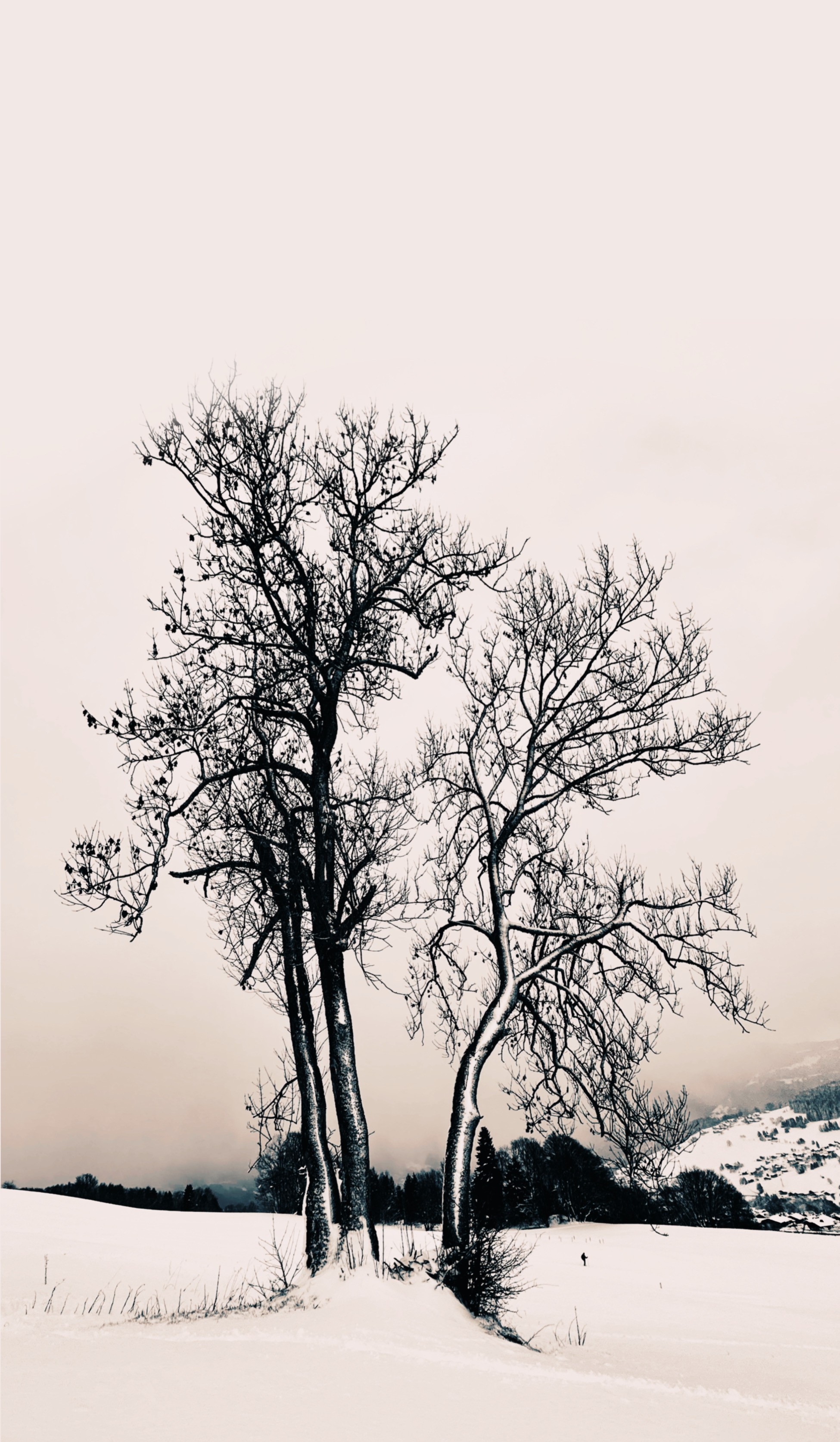 Adrianna MJW, Arbres ( Neiges) Adrianna MJW, Arbres ( Neiges)