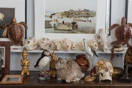 Fotografien, Still Life (Animals and Objects), Larry Snider