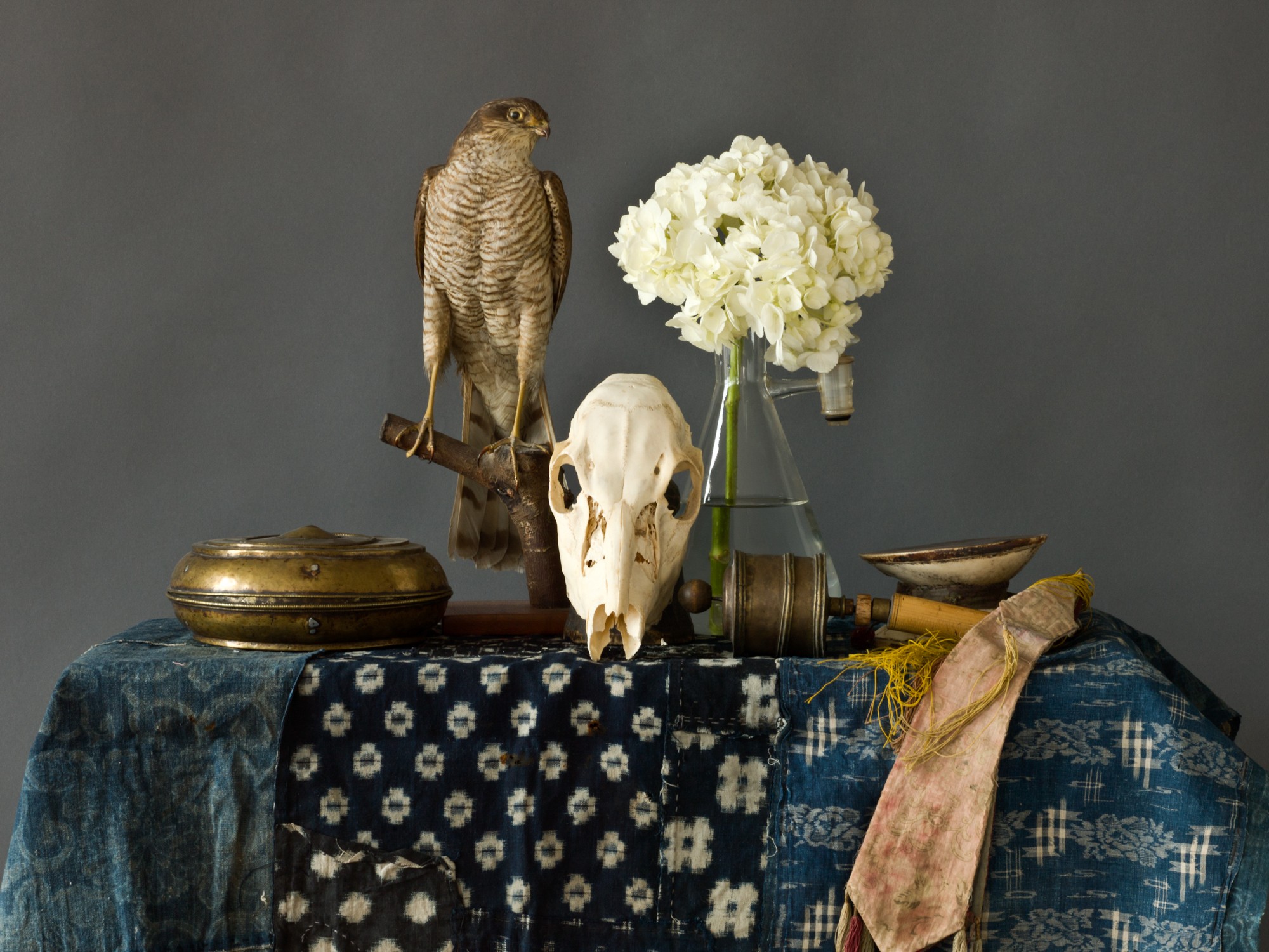 Larry Snider, Still Life (Skull and Falcon) Larry Snider, Still Life (Skull and Falcon)