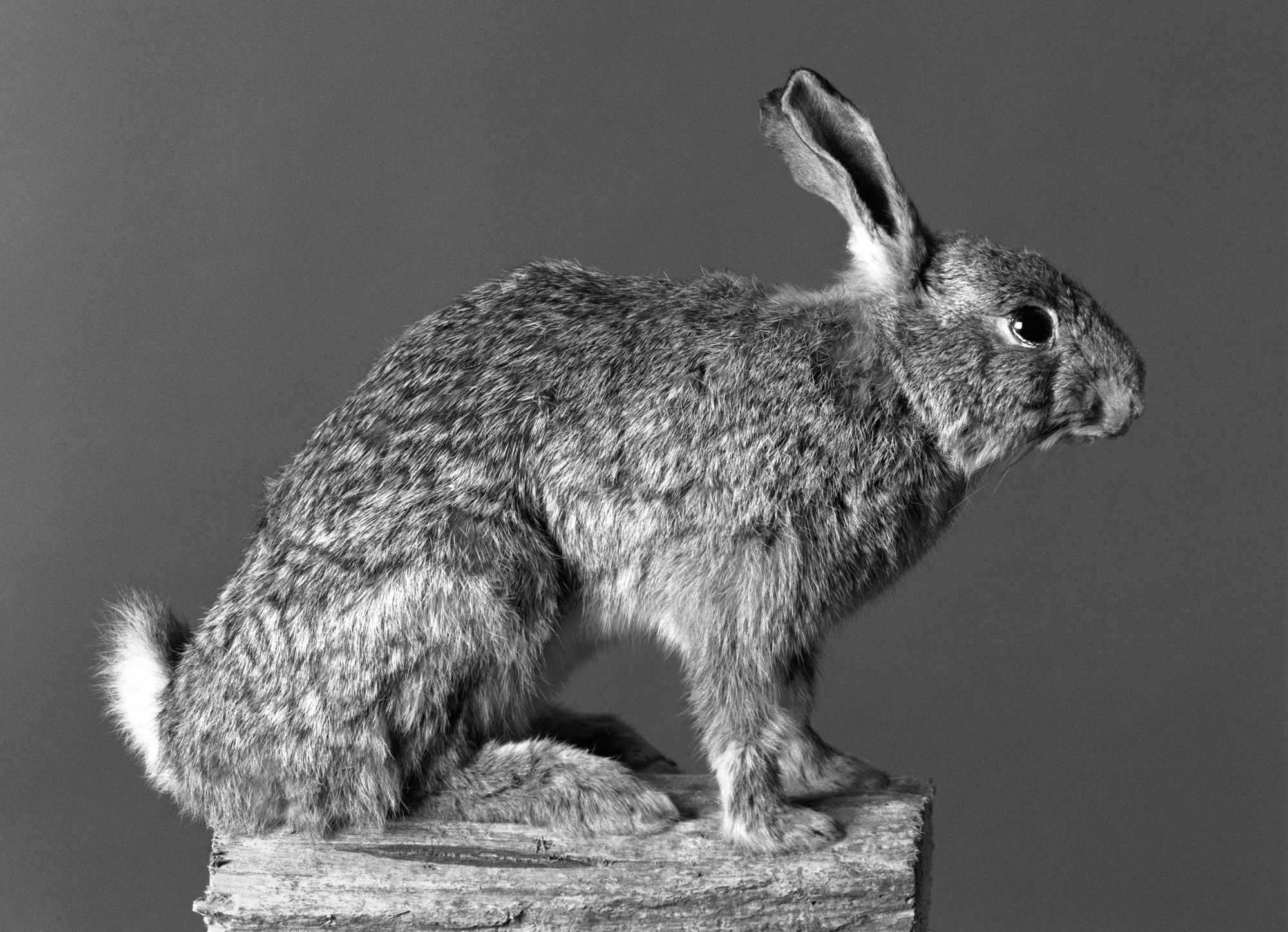 Larry Snider, Still life (rabbit) Larry Snider, Still life (rabbit)