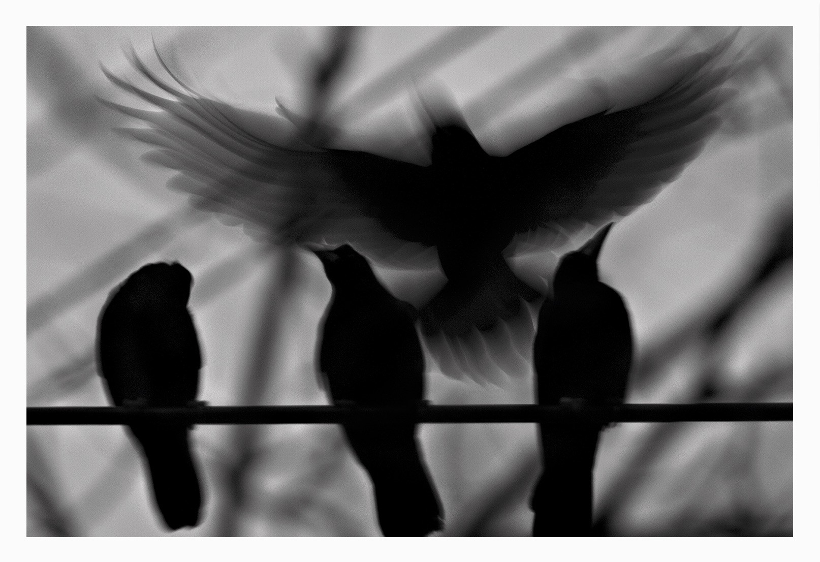 Kyunghee Lee, Des oiseaux - Édition limitée Kyunghee Lee, Des oiseaux - Édition limitée