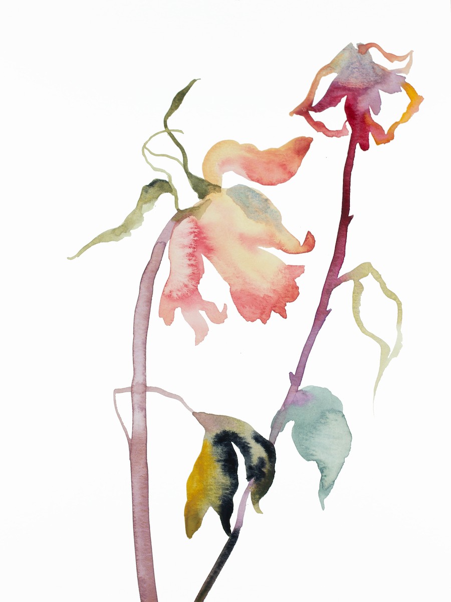 Elizabeth Becker, Rose study No. 47 Elizabeth Becker, Rose study No. 47