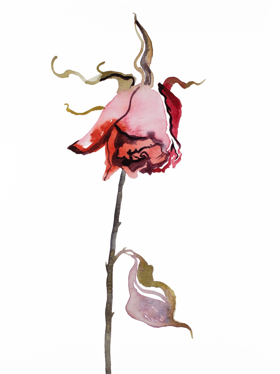 Elizabeth Becker, Rose study No. 45 Elizabeth Becker, Rose study No. 45
