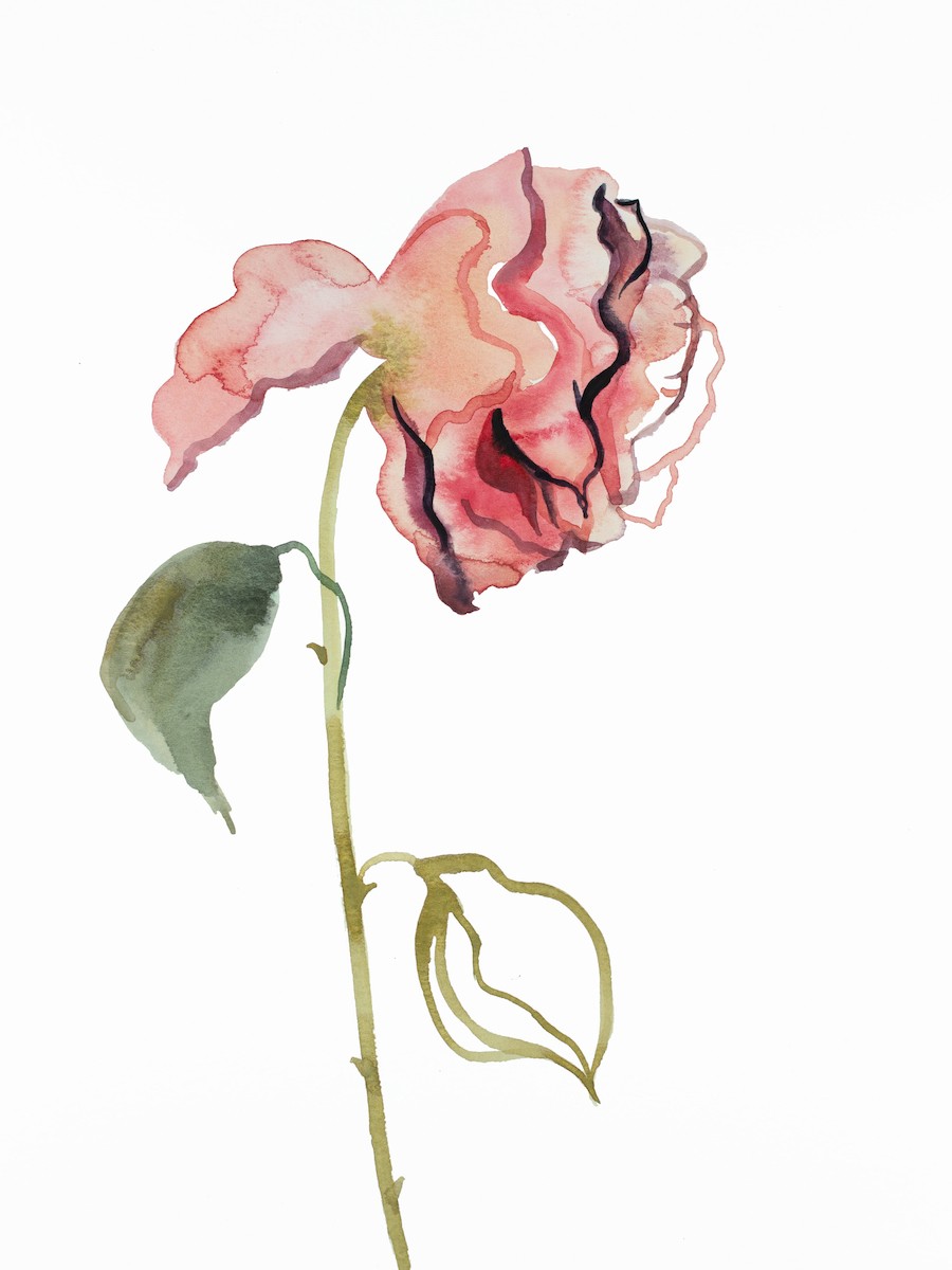 Elizabeth Becker, Rose study No. 46 Elizabeth Becker, Rose study No. 46