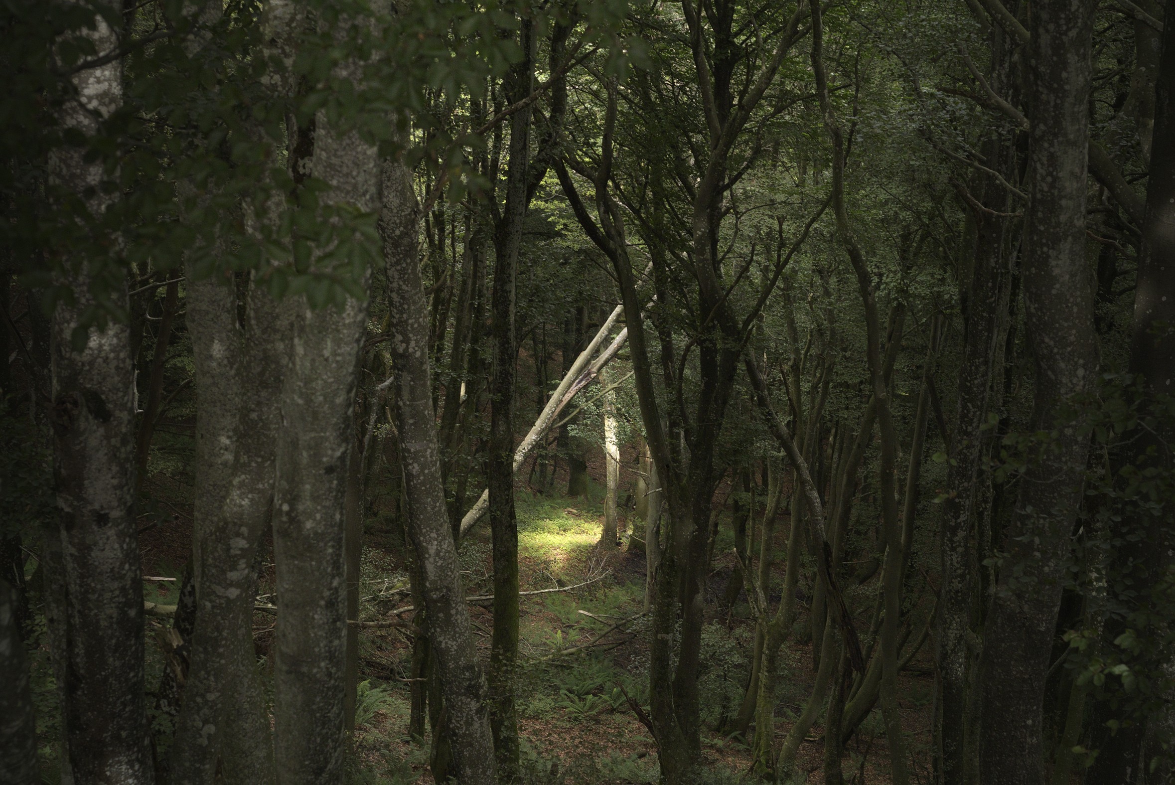 Imanol Marrodán, En el bosque 14/09/2013 (Identity assertions series) Imanol Marrodán, En el bosque 14/09/2013 (Identity assertions series)