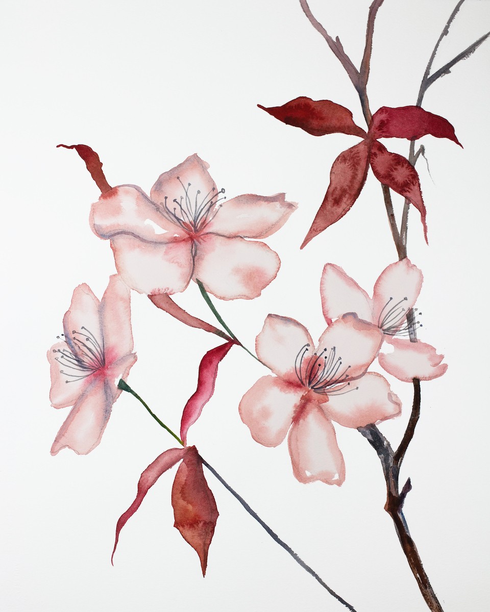Elizabeth Becker, Cherry Blossom No. 20 Elizabeth Becker, Cherry Blossom No. 20