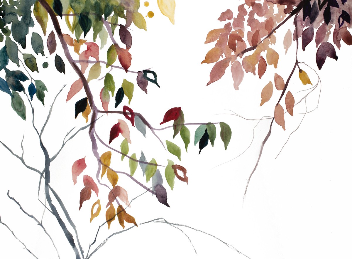 Elizabeth Becker, Branch study no. 37 Elizabeth Becker, Branch study no. 37