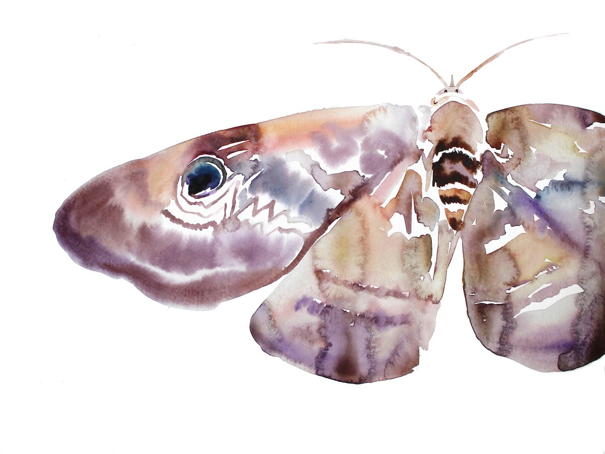 Elizabeth Becker, Moth Study No. 3 Elizabeth Becker, Moth Study No. 3