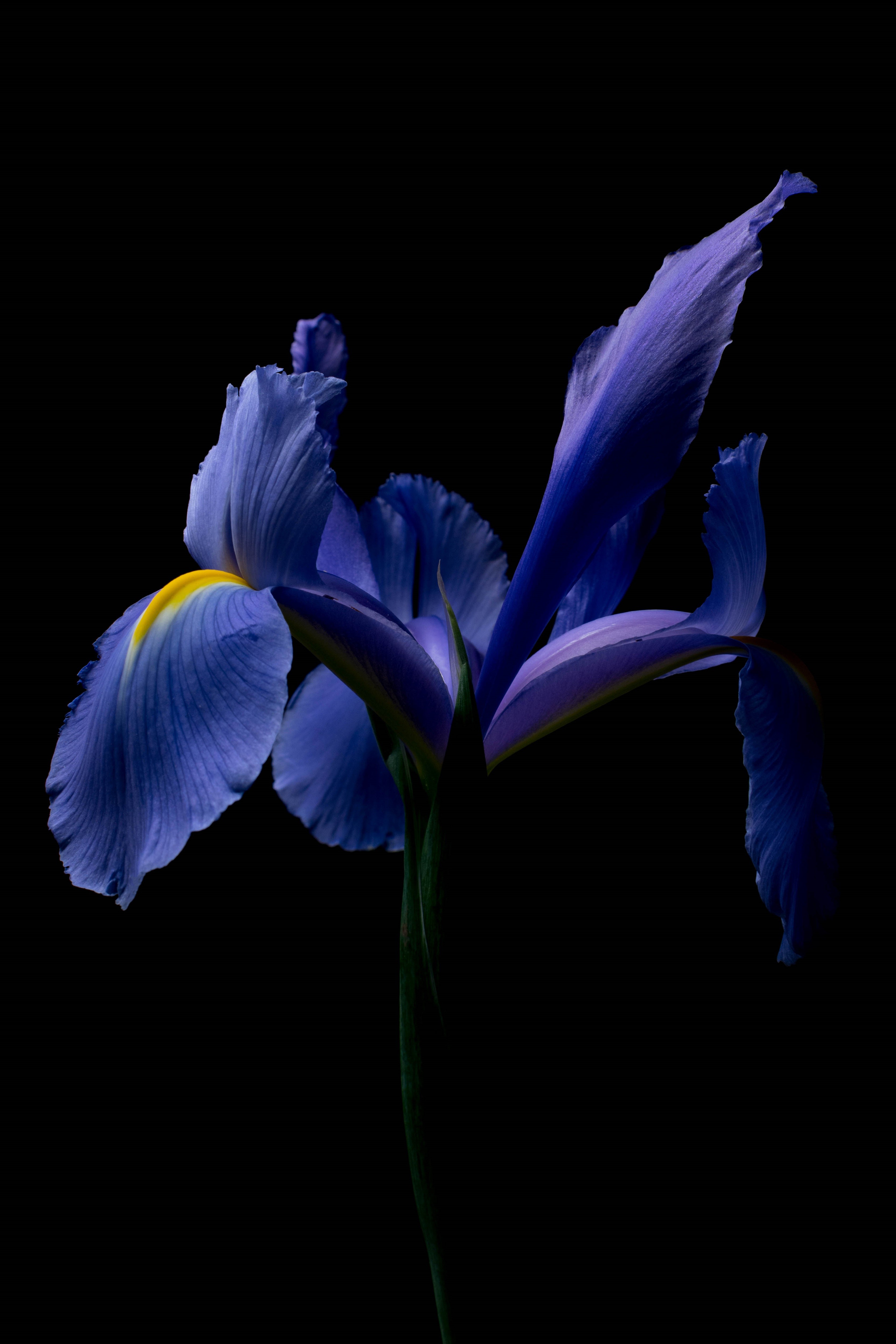 Ivanna Alejandra Sanchez Moretti, Iris 01 Ivanna Alejandra Sanchez Moretti, Iris 01