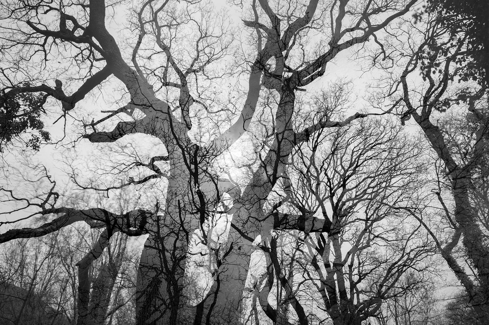 Edouard Mazaré, Le bois du cerf Edouard Mazaré, Le bois du cerf