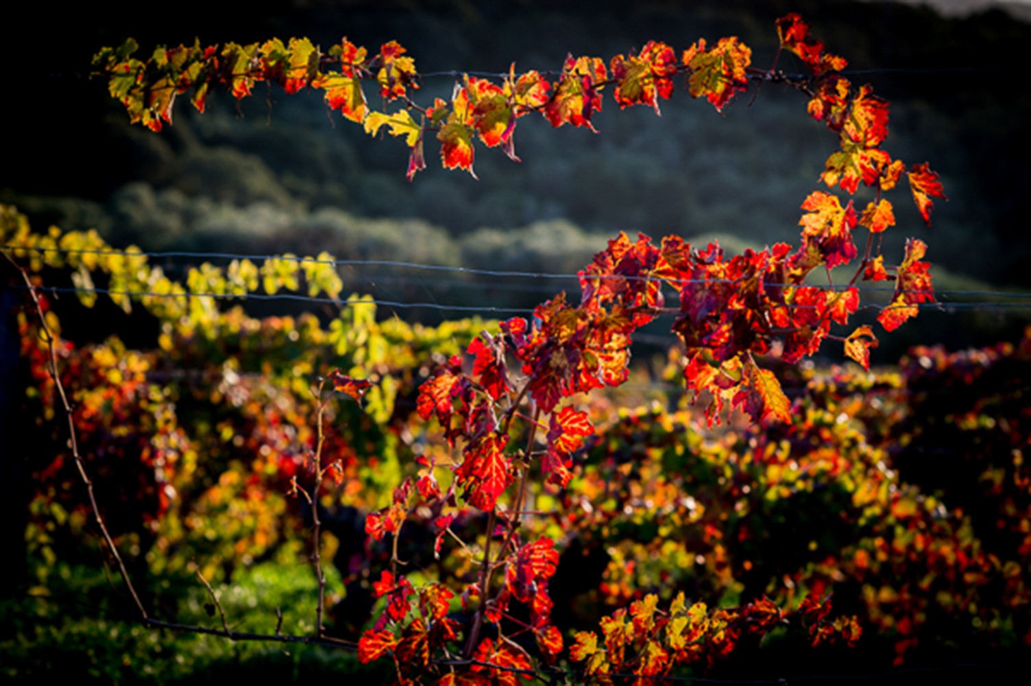 Claude Cruells, La vigne au cœur Claude Cruells, La vigne au cœur