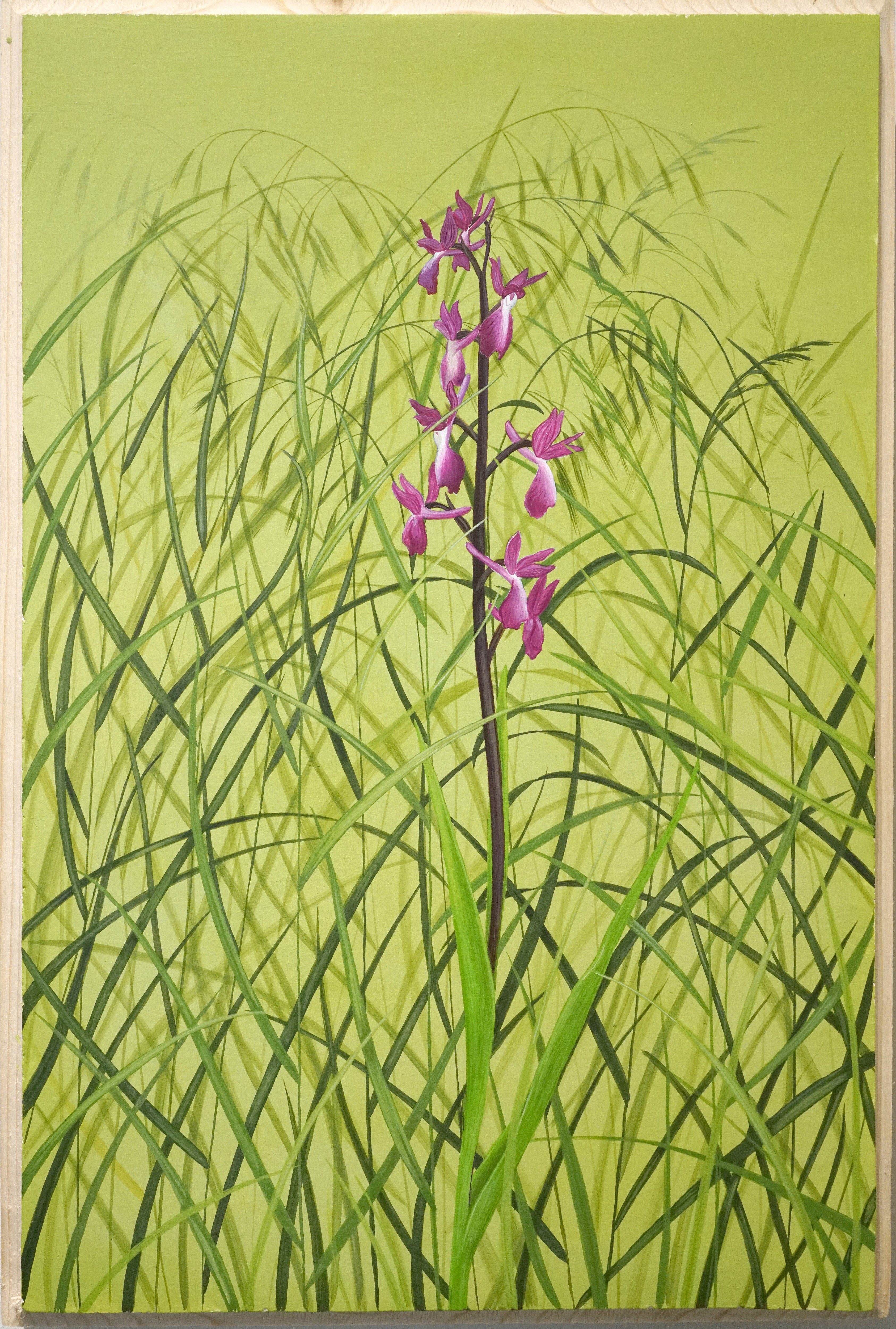 Lyuben Domozetski, Lax-flowered Orchid – Anacamptis laxiflora Lyuben Domozetski, Lax-flowered Orchid – Anacamptis laxiflora