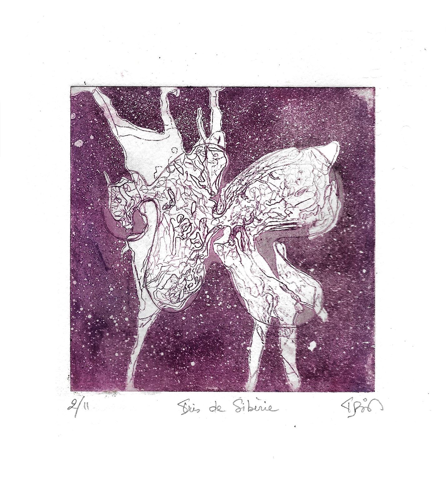 Isis Bi-M, 127) Iris de Sibérie Isis Bi-M, 127) Iris de Sibérie
