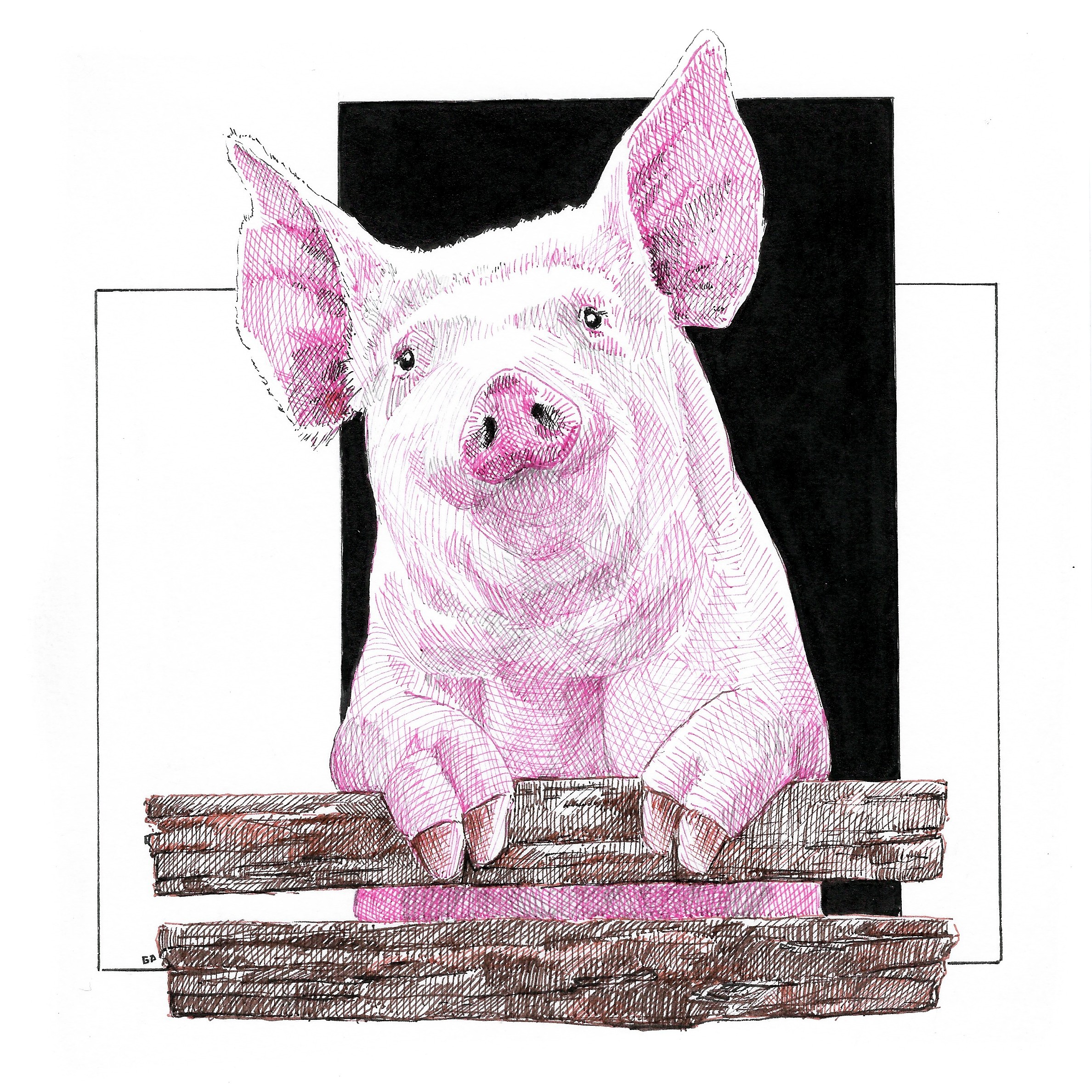 Fat Little Pig Sketch Drawing Illustration 8.5 X 11 Animal Art Print - Etsy  Israel