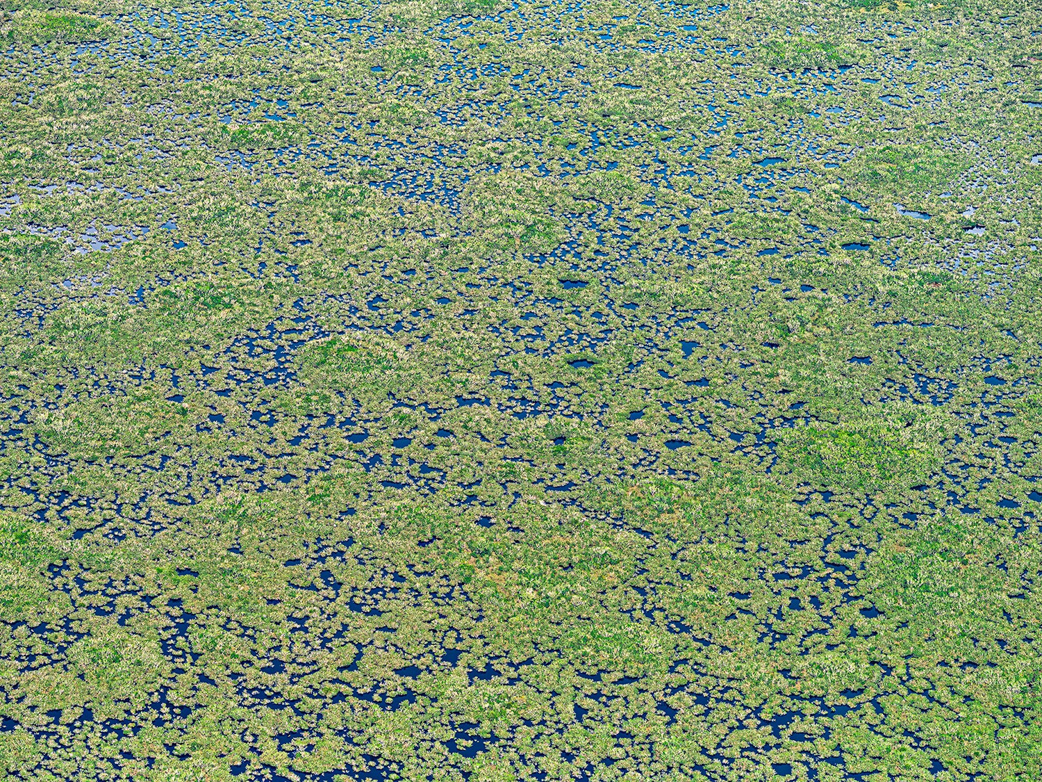 Bernhard Lang, AV_river_of_gras_017 Bernhard Lang, AV_river_of_gras_017