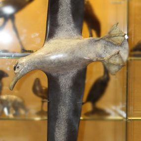Sculpture, Albatros en vol, Jean Lemonnier