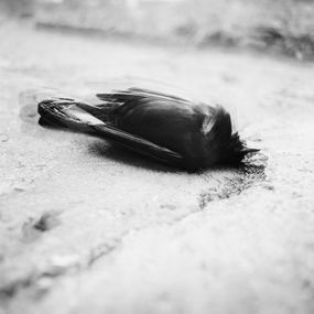 Blackbird singing in the dead of night, Mihaela Ivanova