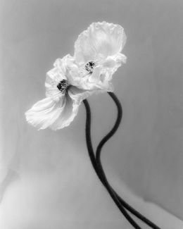 Coupled Poppies, Ugne Pouwell