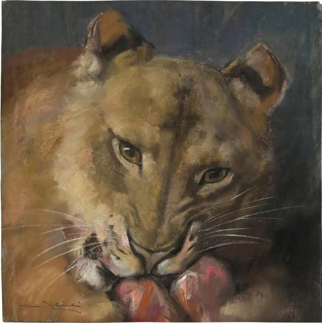 Lenci Marino, Lioness Lenci Marino, Lioness