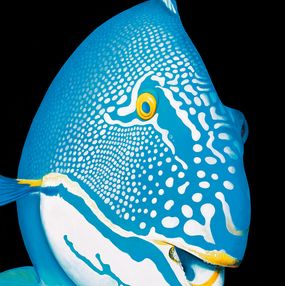 Drucke, 543 BicolorParrotfish, Patrick Chevailler