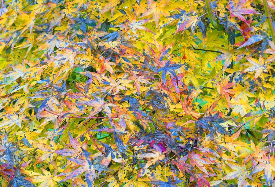 Daniel Allisy, Gardez les Bonnes Feuilles ! Daniel Allisy, Gardez les Bonnes Feuilles !