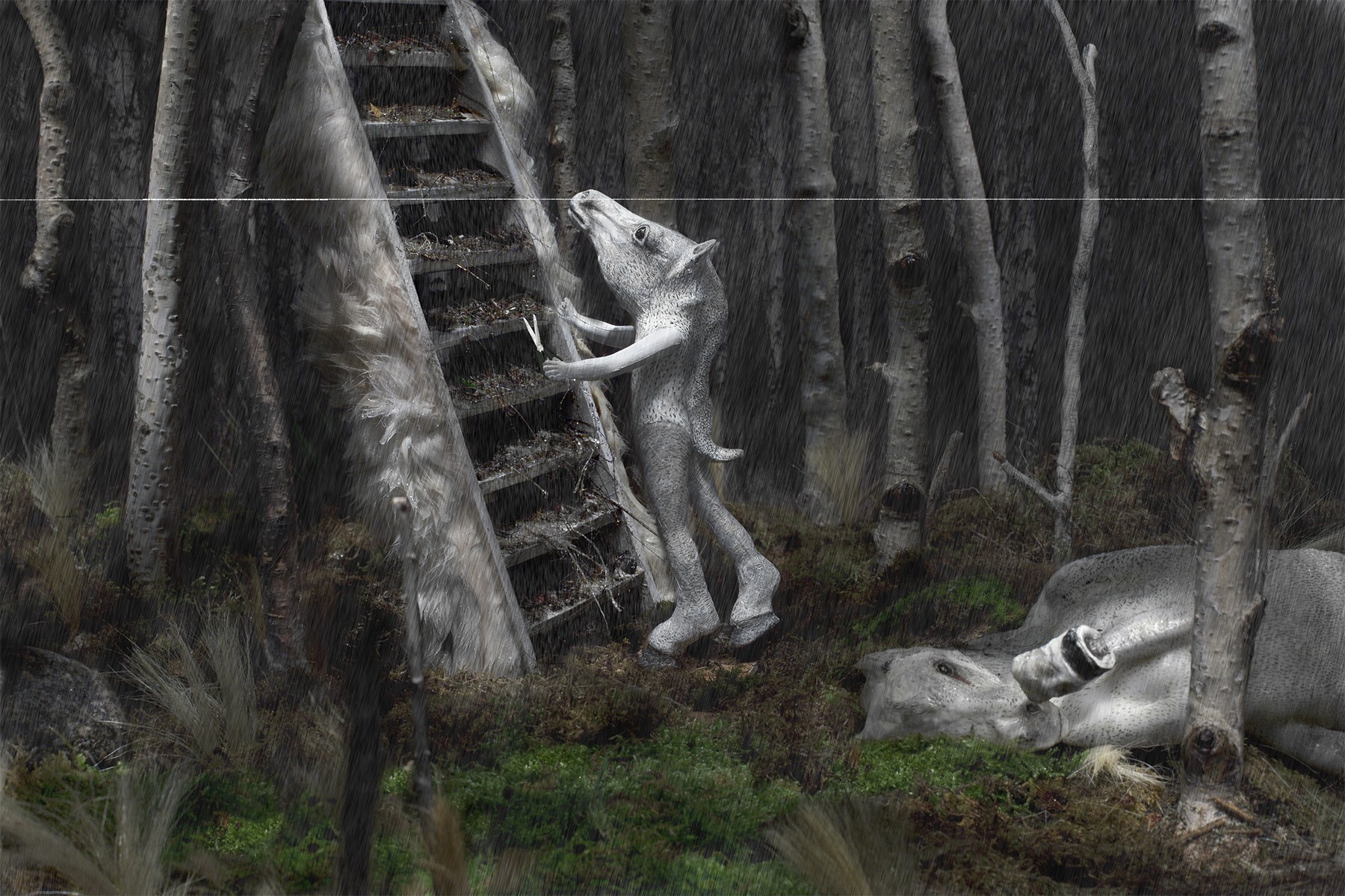 Diana Thorneycroft, Rain and Birches (in Fiddler's Green) Diana Thorneycroft, Rain and Birches (in Fiddler's Green)
