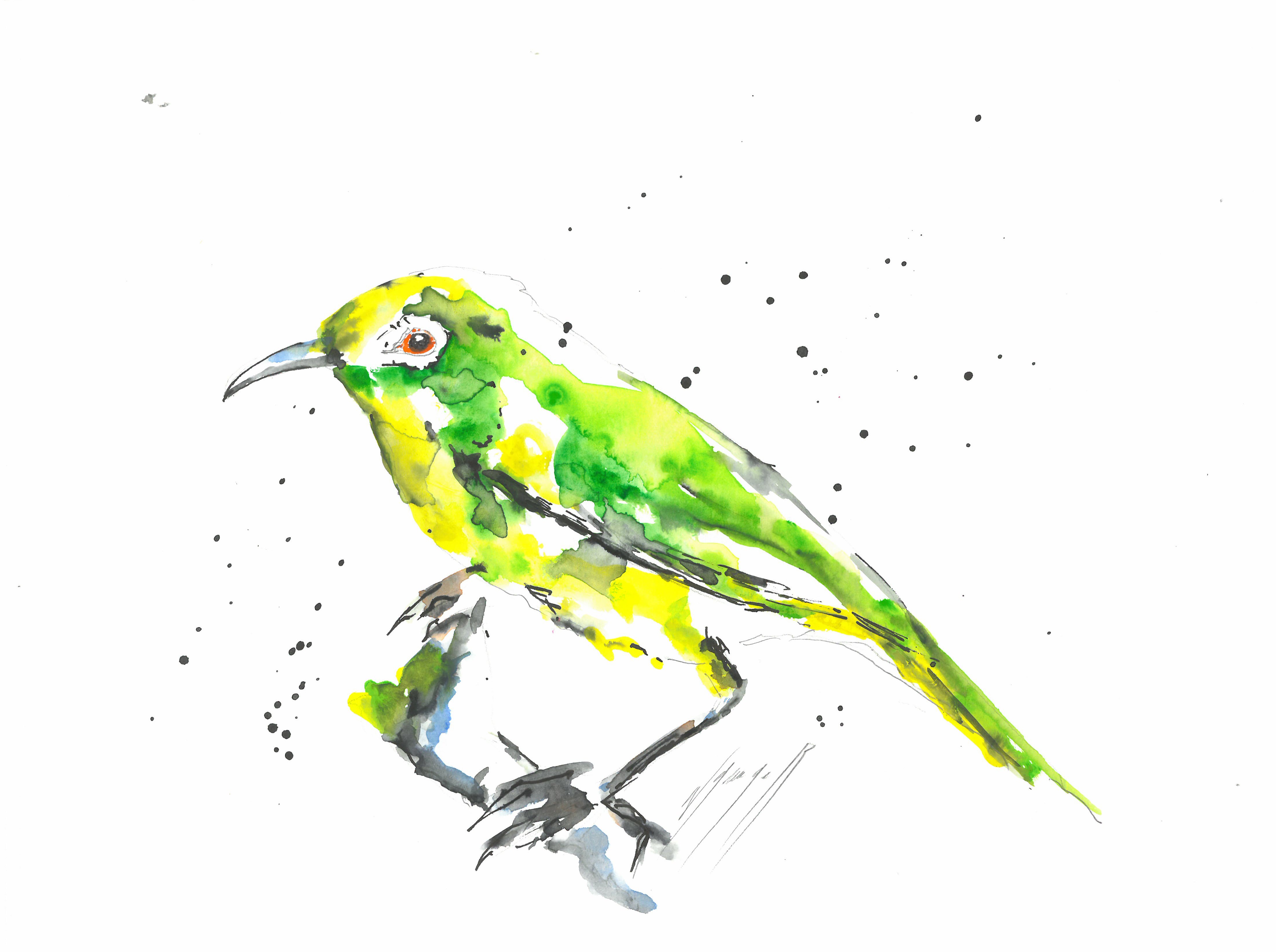 Noël Granger, L'oiseau vert du jardin ! Noël Granger, L'oiseau vert du jardin !