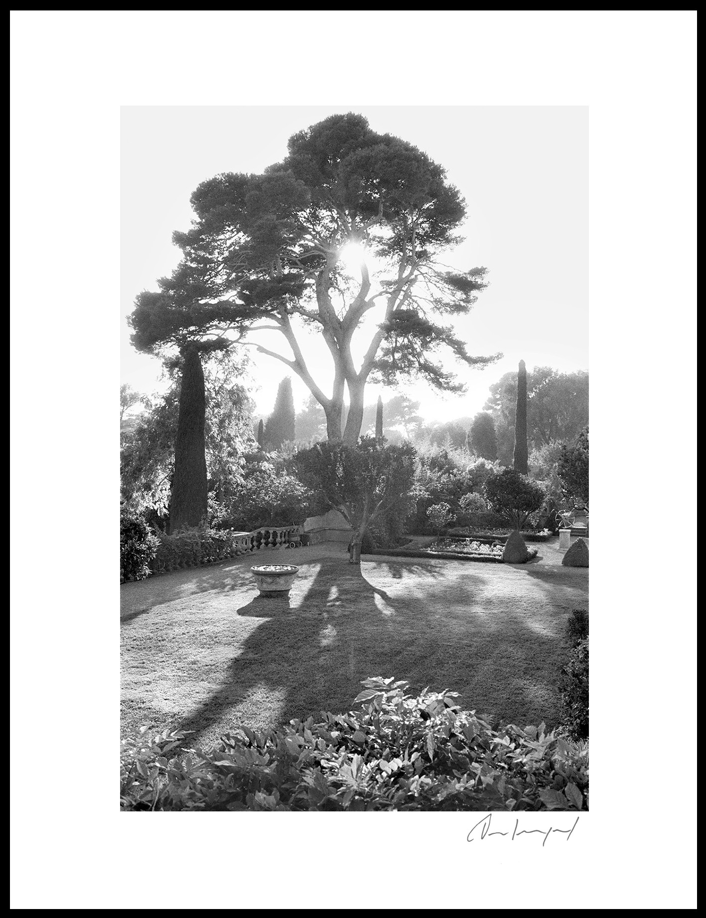 Alain Longeaud, The tree of life Alain Longeaud, The tree of life
