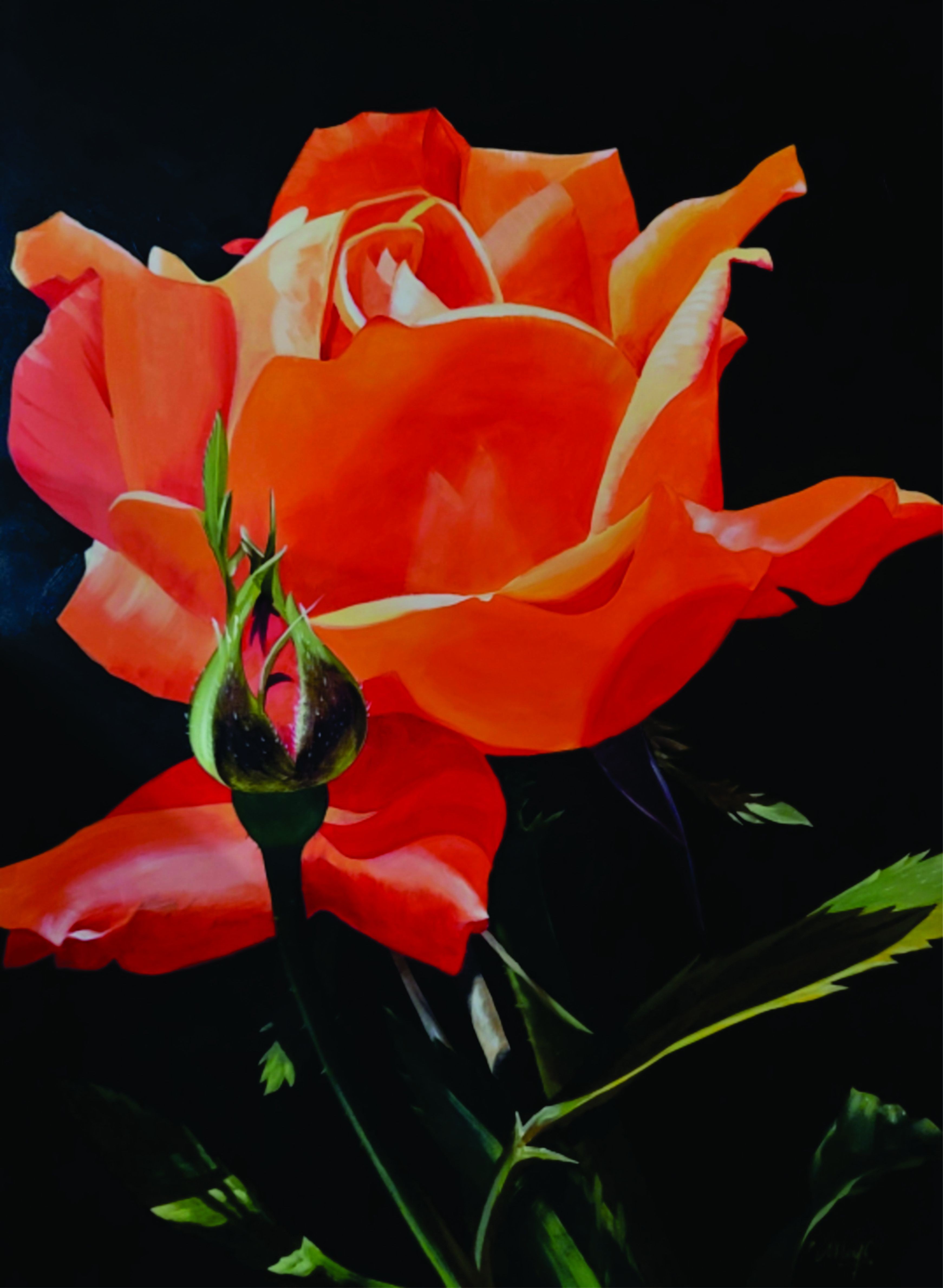 Bob Arrigo, My Tangerine Rose Bob Arrigo, My Tangerine Rose