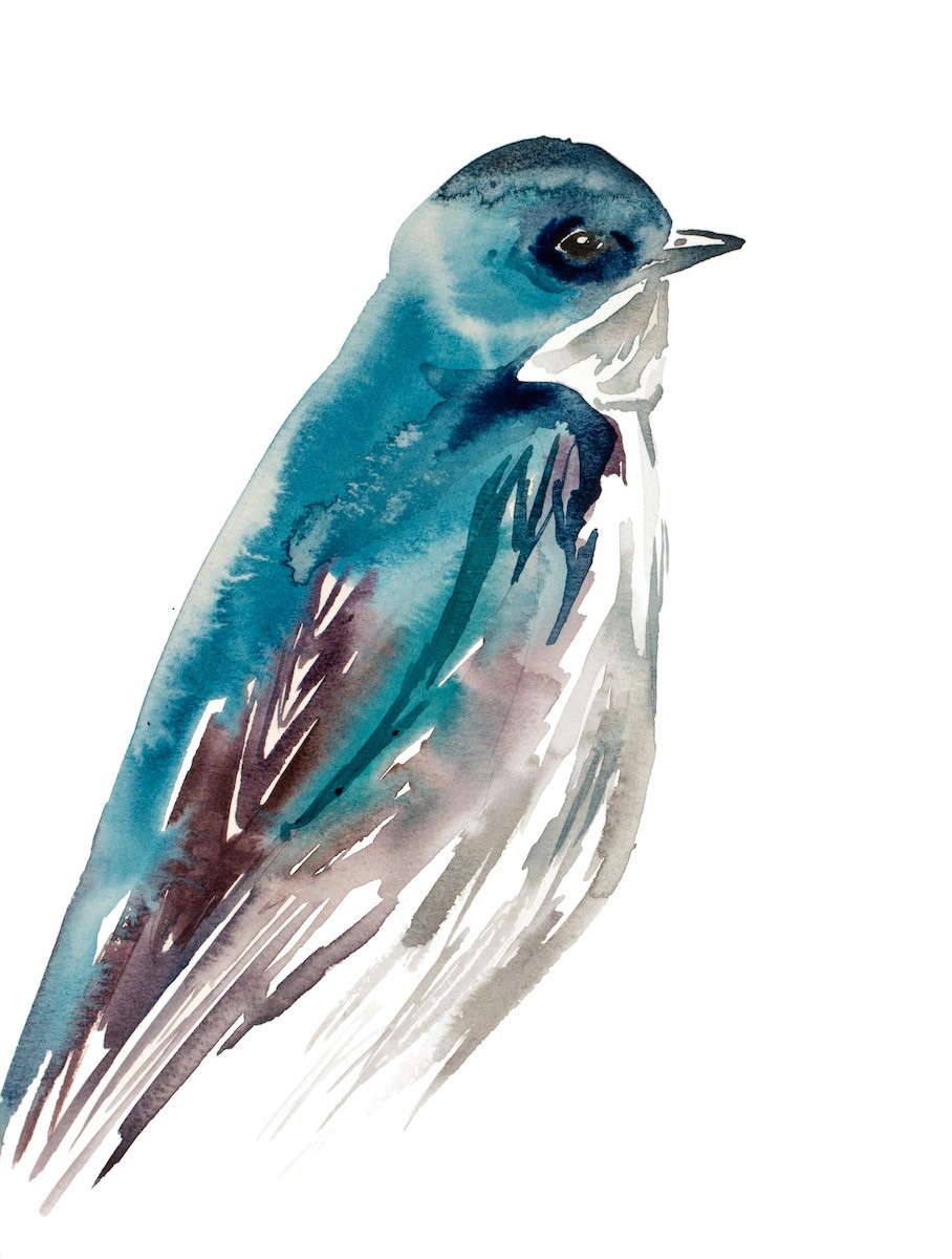 Elizabeth Becker, Swallow No. 59 Elizabeth Becker, Swallow No. 59