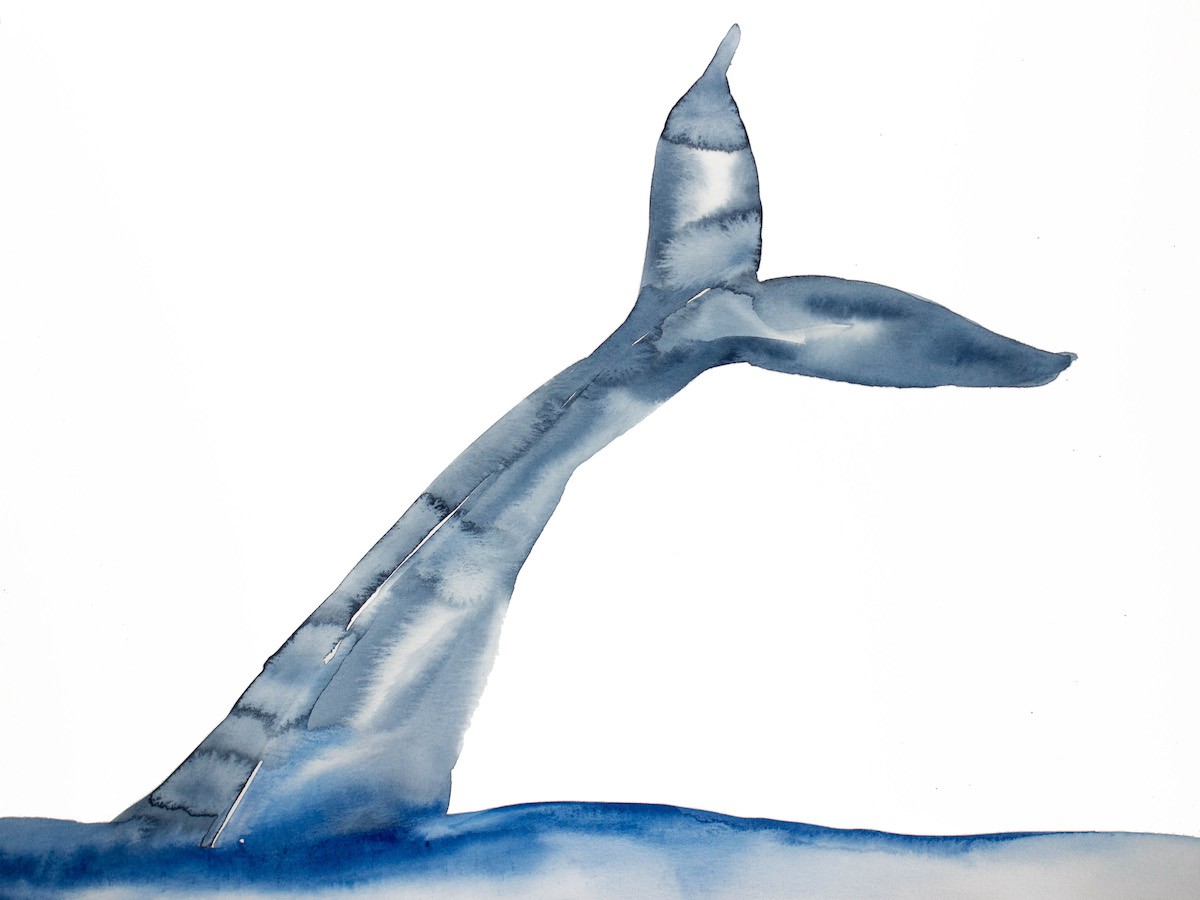 Elizabeth Becker, Whale no. 5 Elizabeth Becker, Whale no. 5