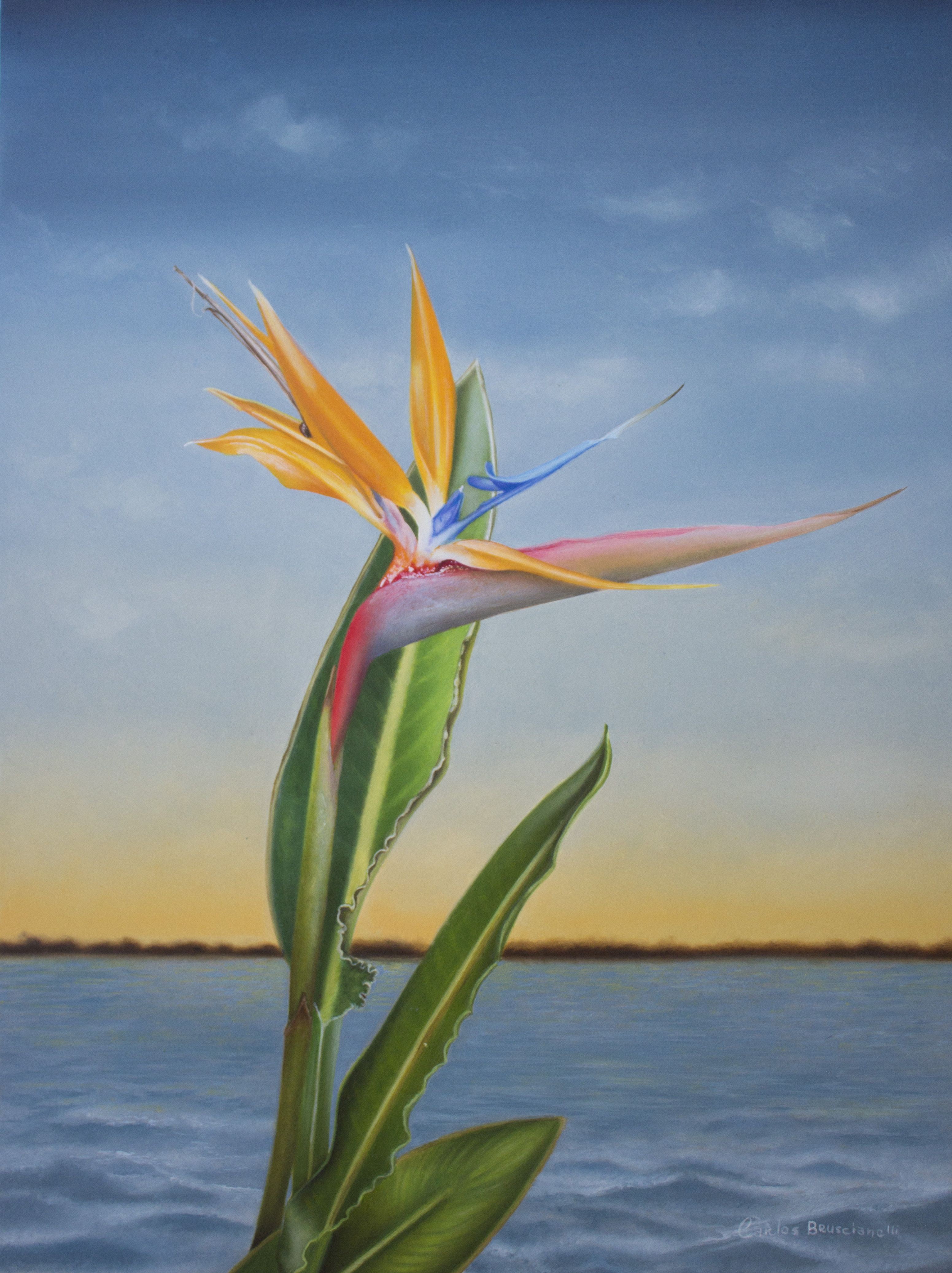 Carlos Bruscianelli, Bird of Paradise Carlos Bruscianelli, Bird of Paradise