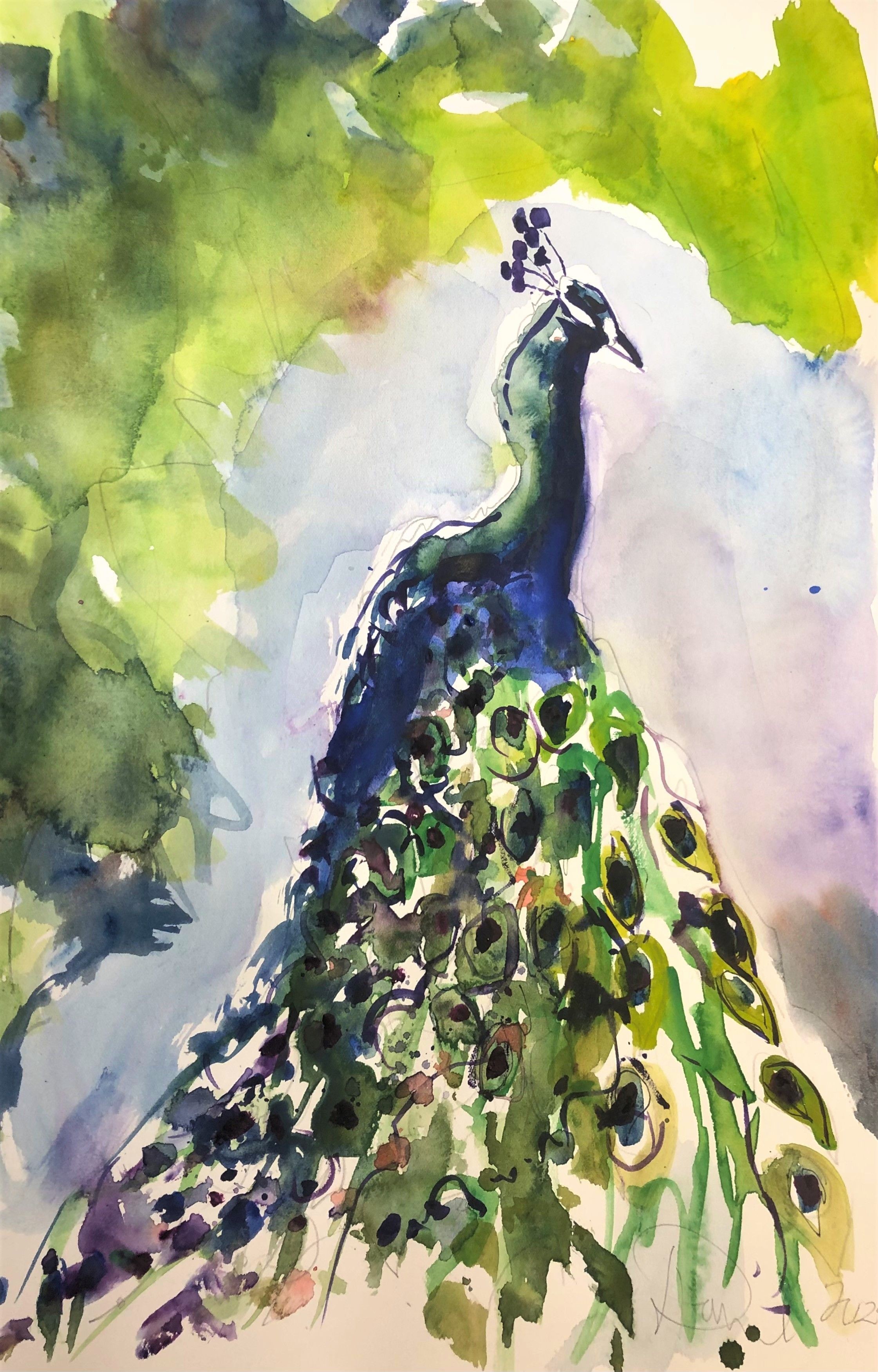 Daniel Clarke, Arboretum Peacock Daniel Clarke, Arboretum Peacock