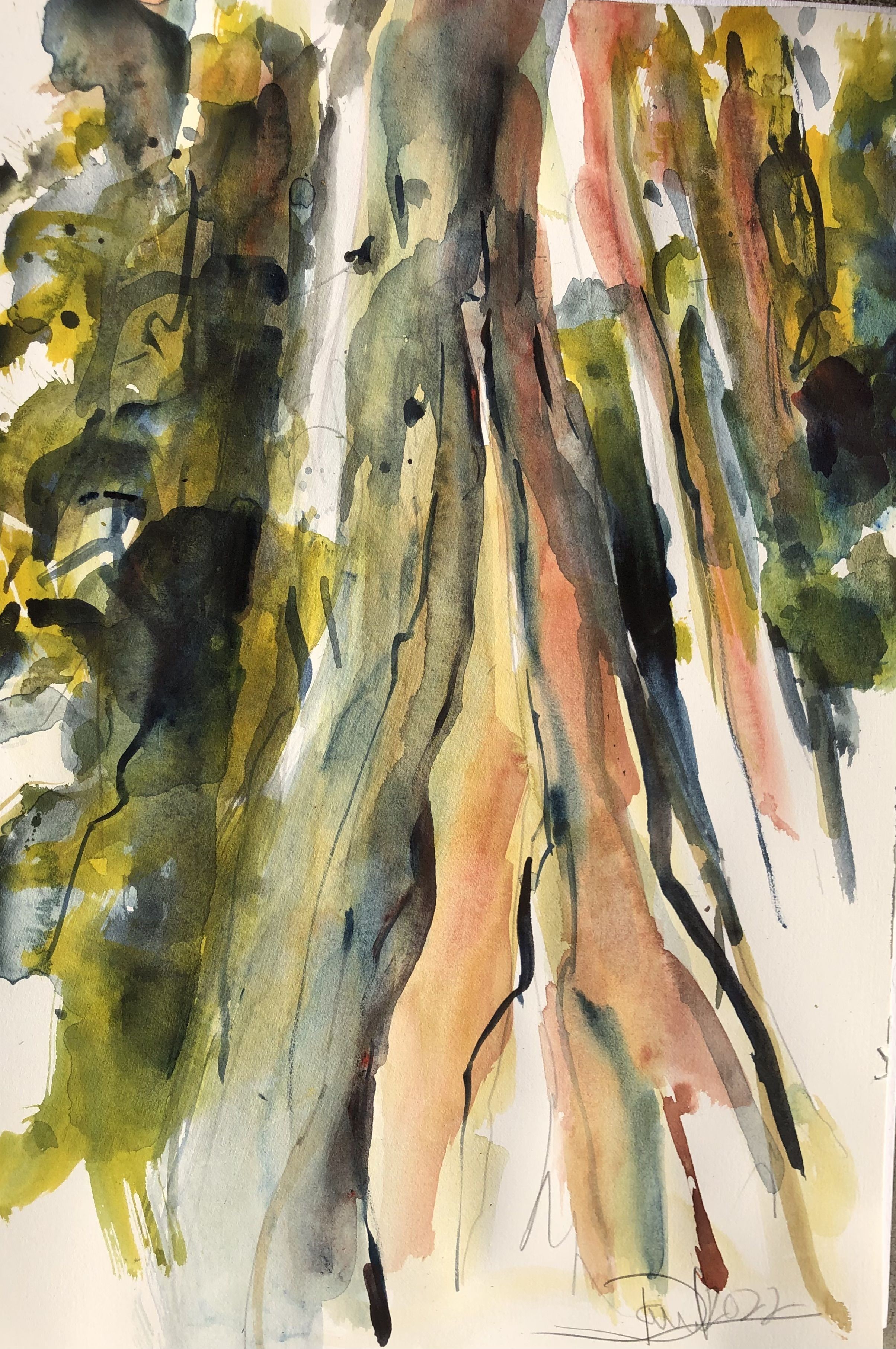 Daniel Clarke, Redwoods, Humboldt County Daniel Clarke, Redwoods, Humboldt County