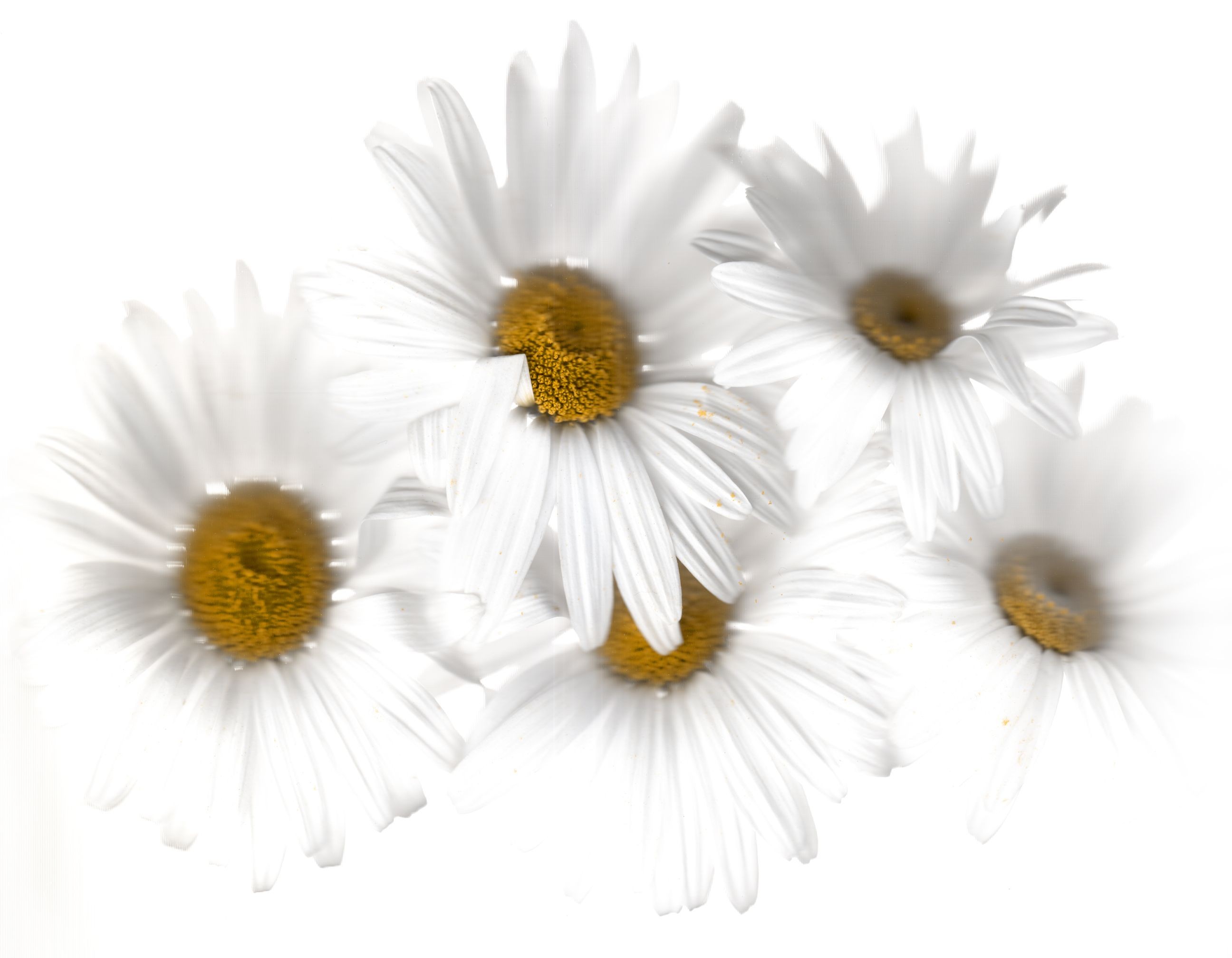 David Mccrae, Margueritte Daisies David Mccrae, Margueritte Daisies