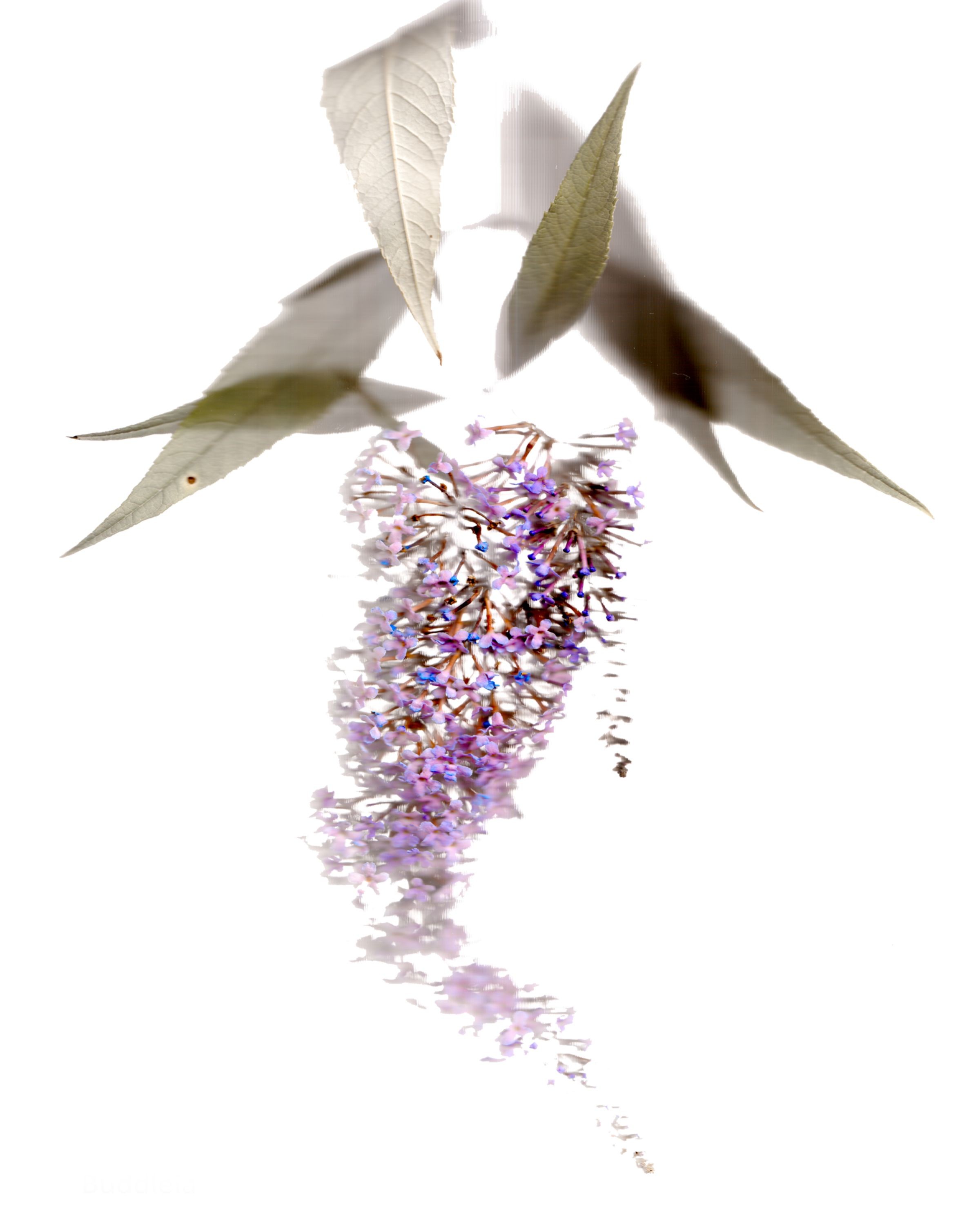 David Mccrae, Buddleia David Mccrae, Buddleia