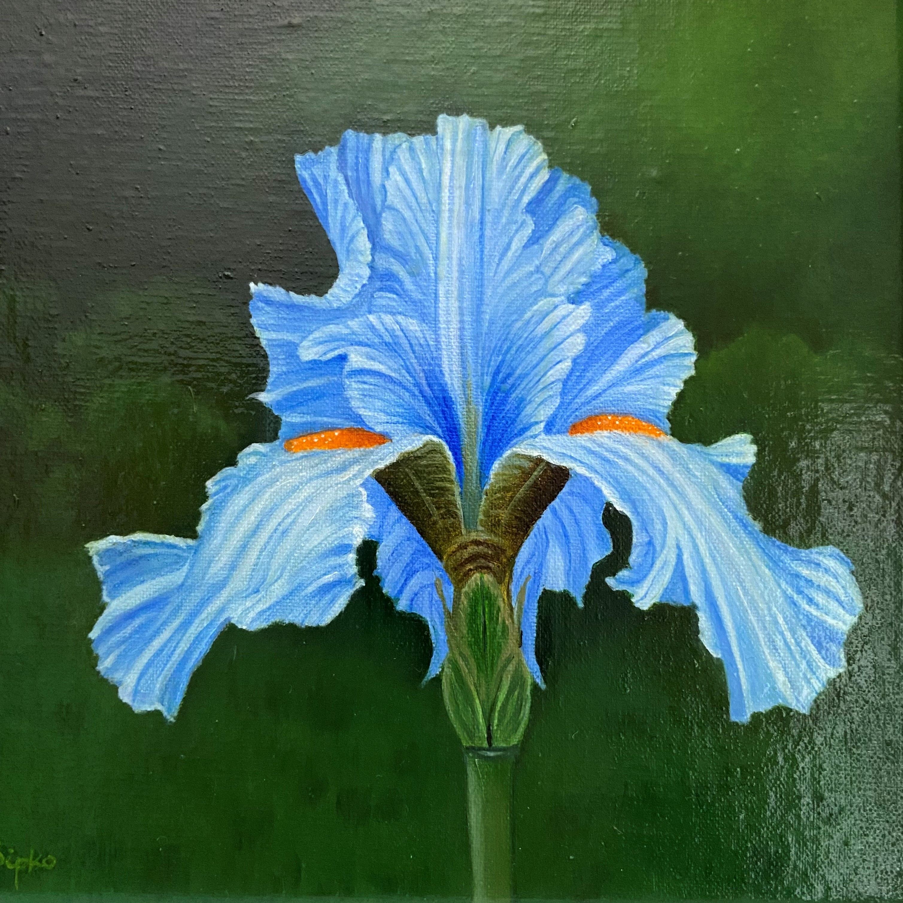 David Sipko, Bearded Iris David Sipko, Bearded Iris