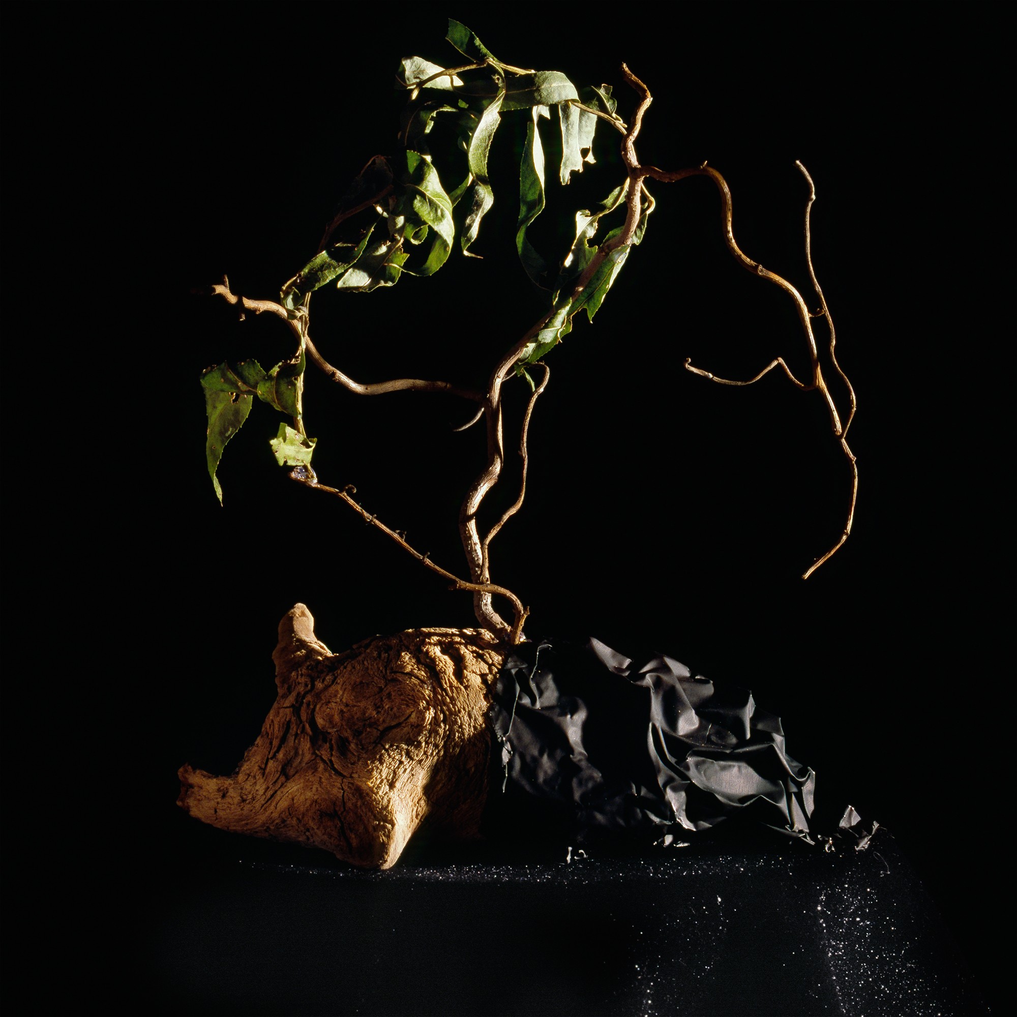 Holly King, Still life #6 Holly King, Still life #6