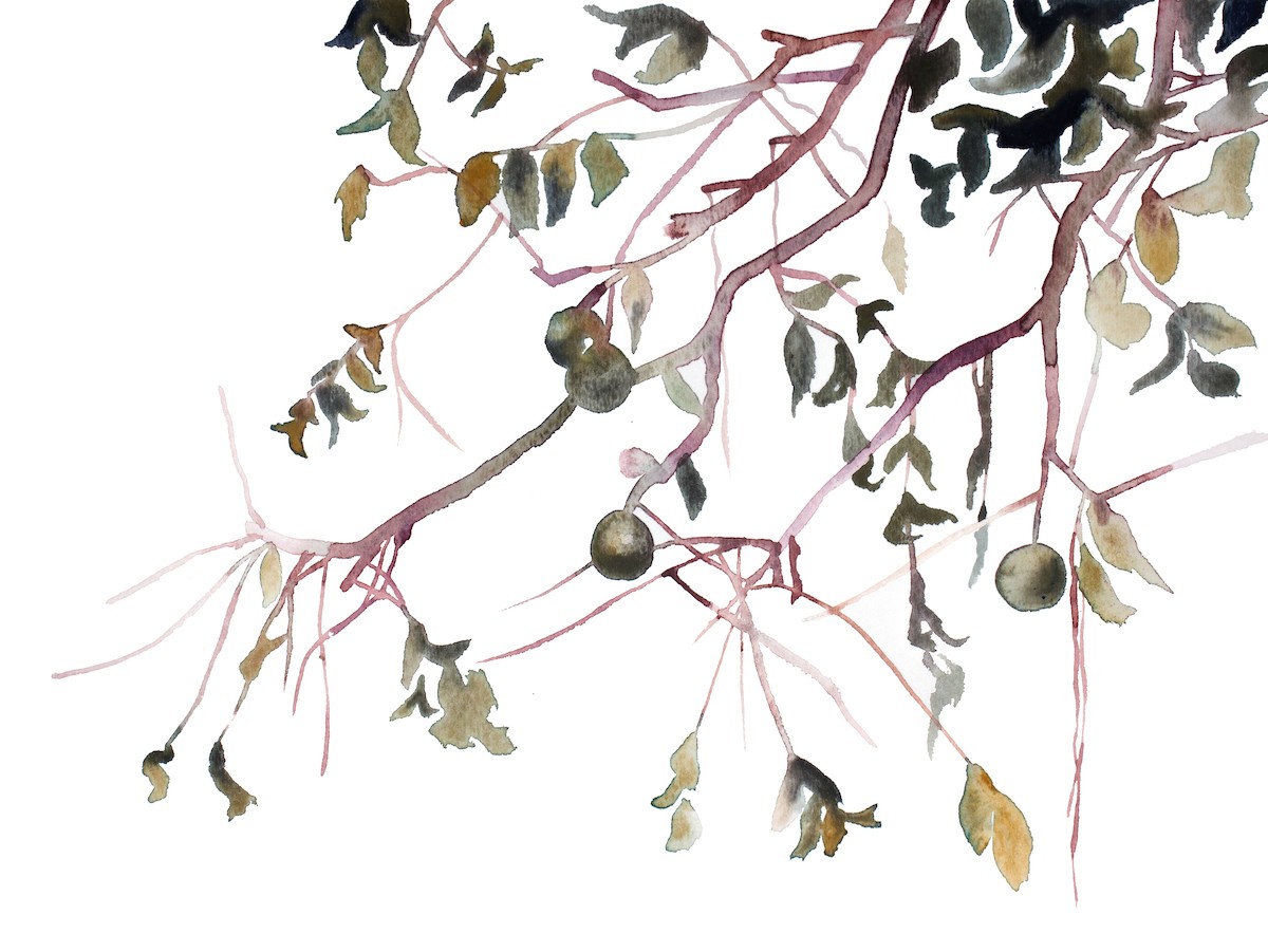Elizabeth Becker, Branch study no. 46 Elizabeth Becker, Branch study no. 46