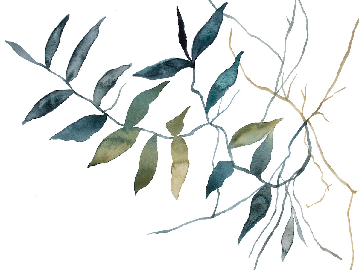 Elizabeth Becker, Plant study no. 110 Elizabeth Becker, Plant study no. 110