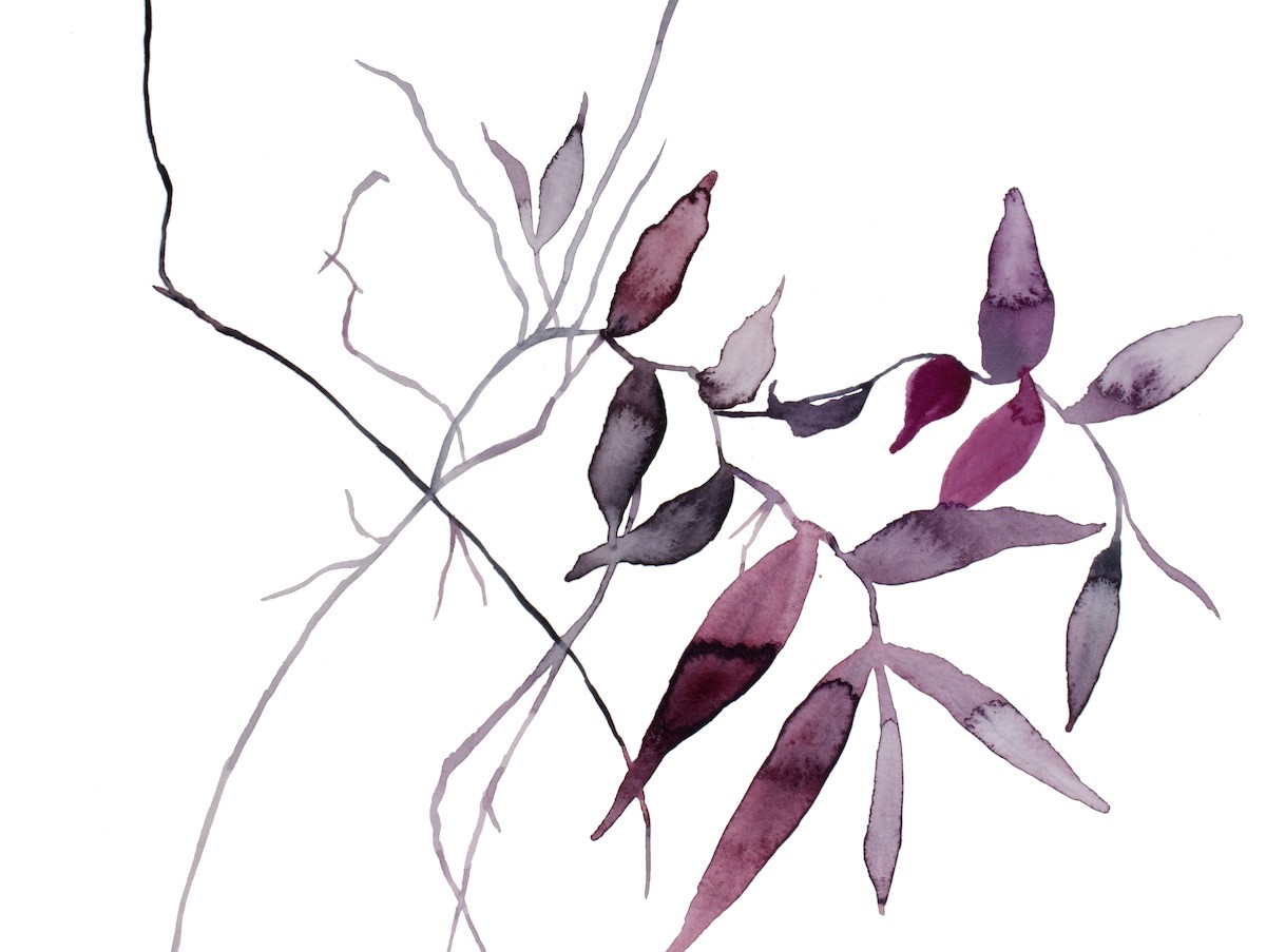 Elizabeth Becker, Plant study no. 111 Elizabeth Becker, Plant study no. 111