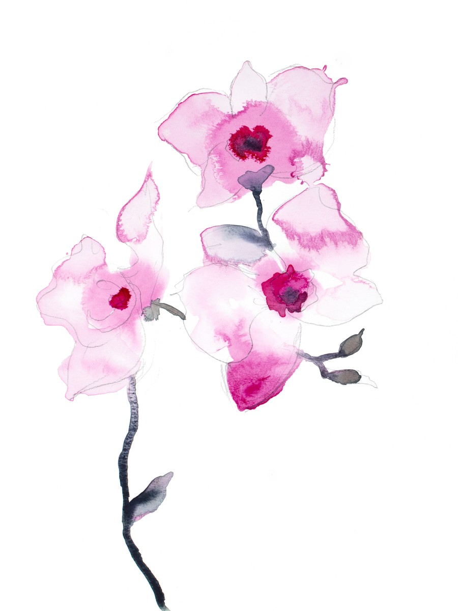 Elizabeth Becker, Orchid no. 20 Elizabeth Becker, Orchid no. 20