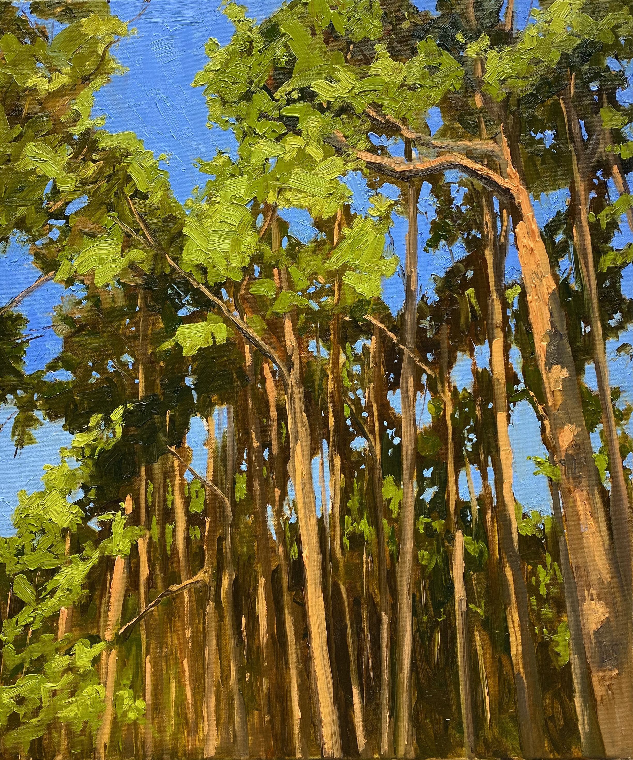Gary Westall, Sunlit Pines Gary Westall, Sunlit Pines